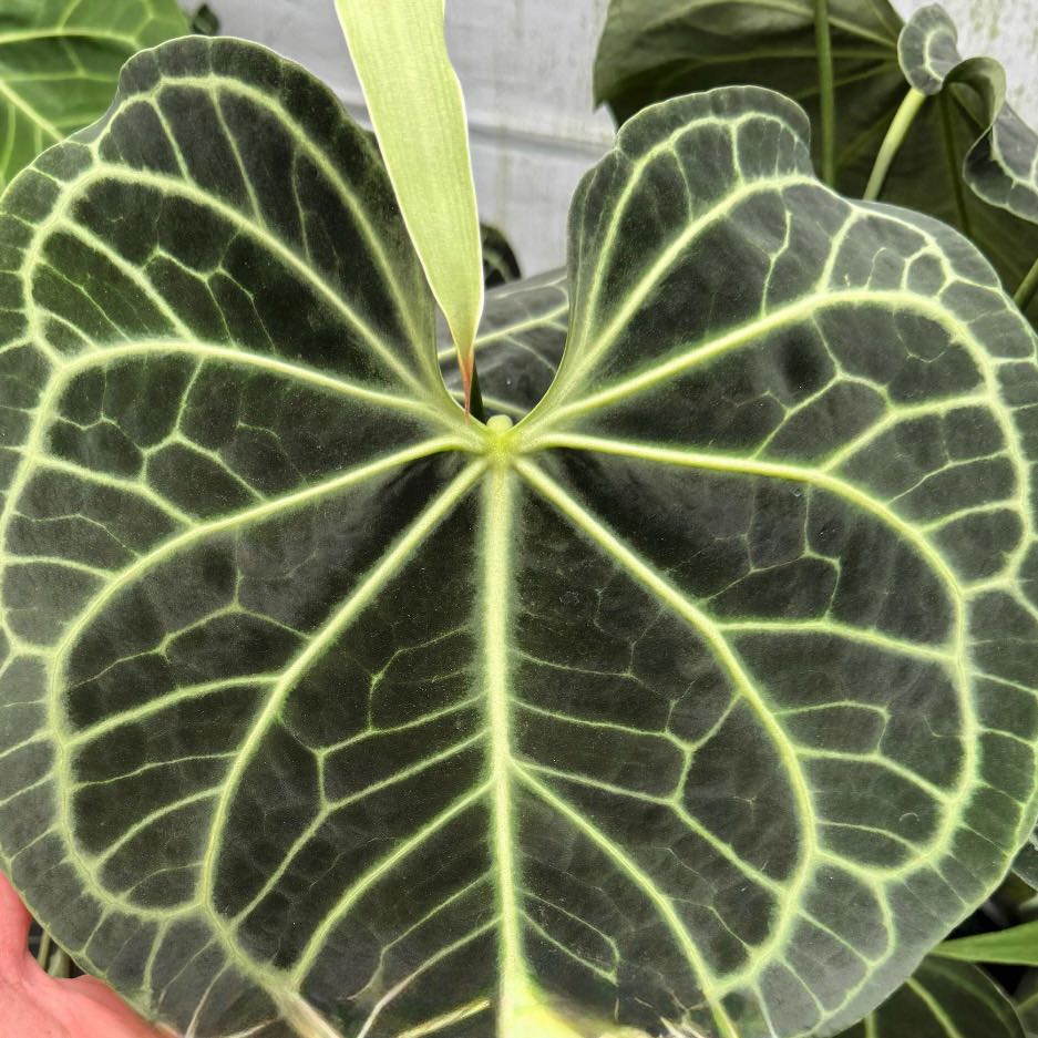 Photo of the plant species Clarinervium Anthurium by @Idplantthat named Raven Brooke on Greg, the plant care app