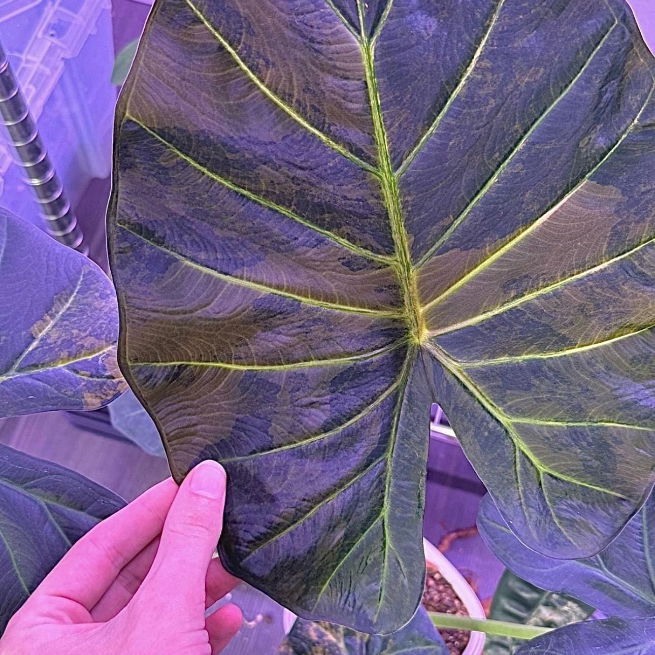 Photo of the plant species Alocasia Regal Shield Aurea by @Idplantthat named Ella Elosia on Greg, the plant care app