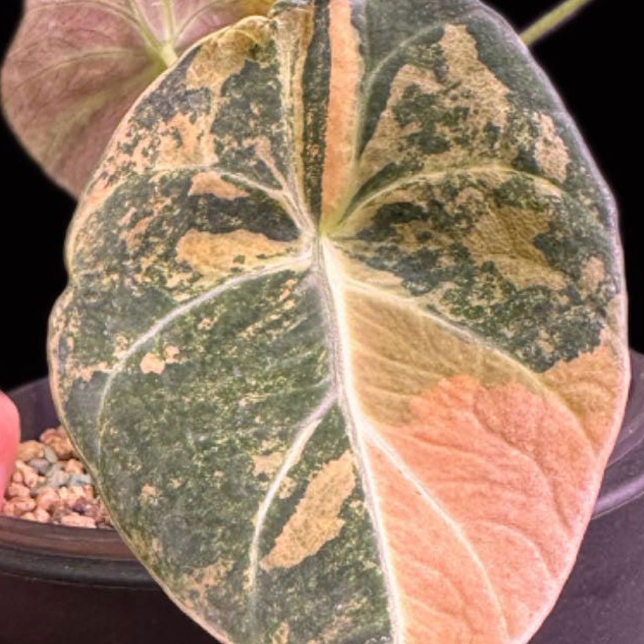 Plant care for Black Jade Snake plant on Greg, the plant care app