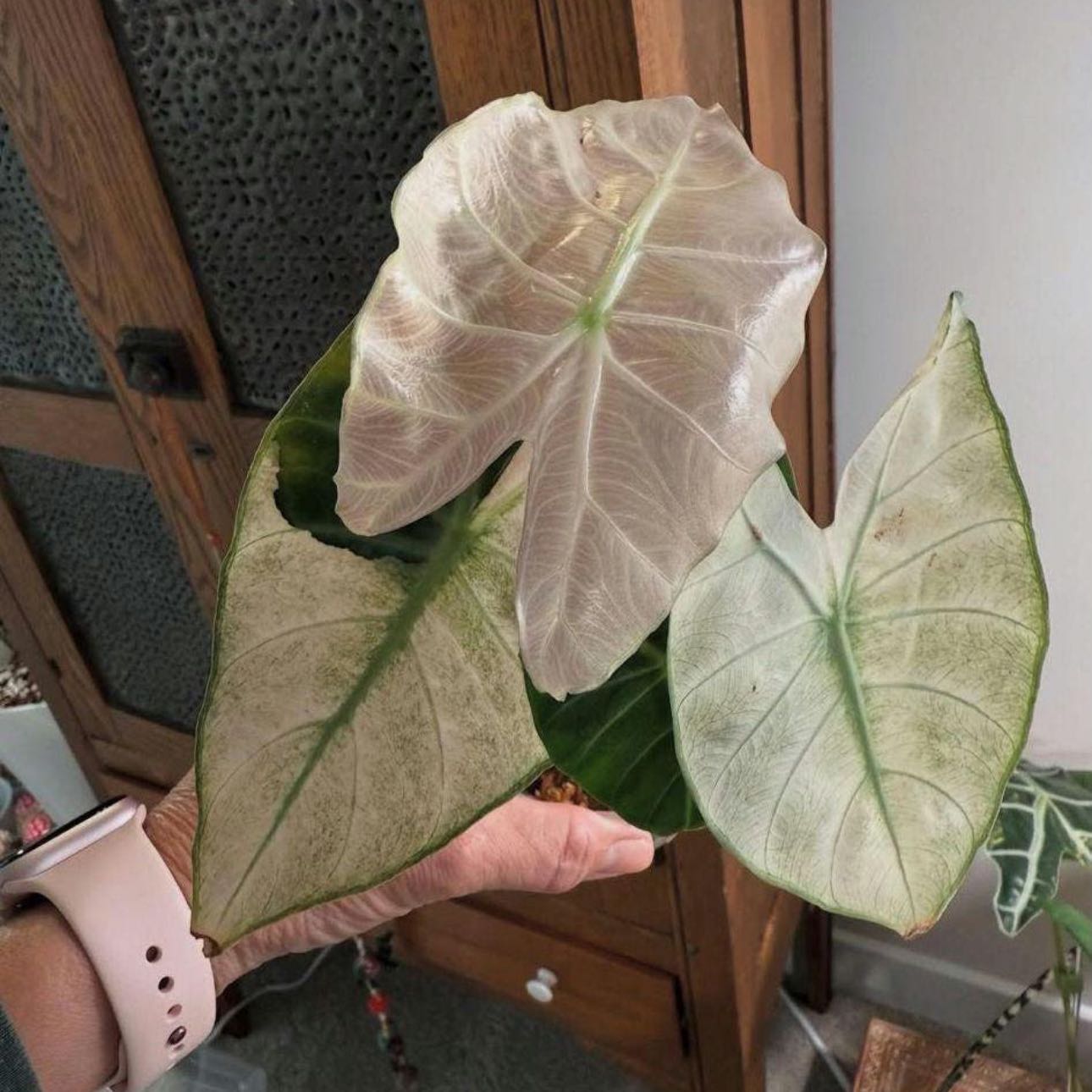 Photo of the plant species Pink Dragon True Mint Variegated Alocasia by @Idplantthat named Uriel on Greg, the plant care app