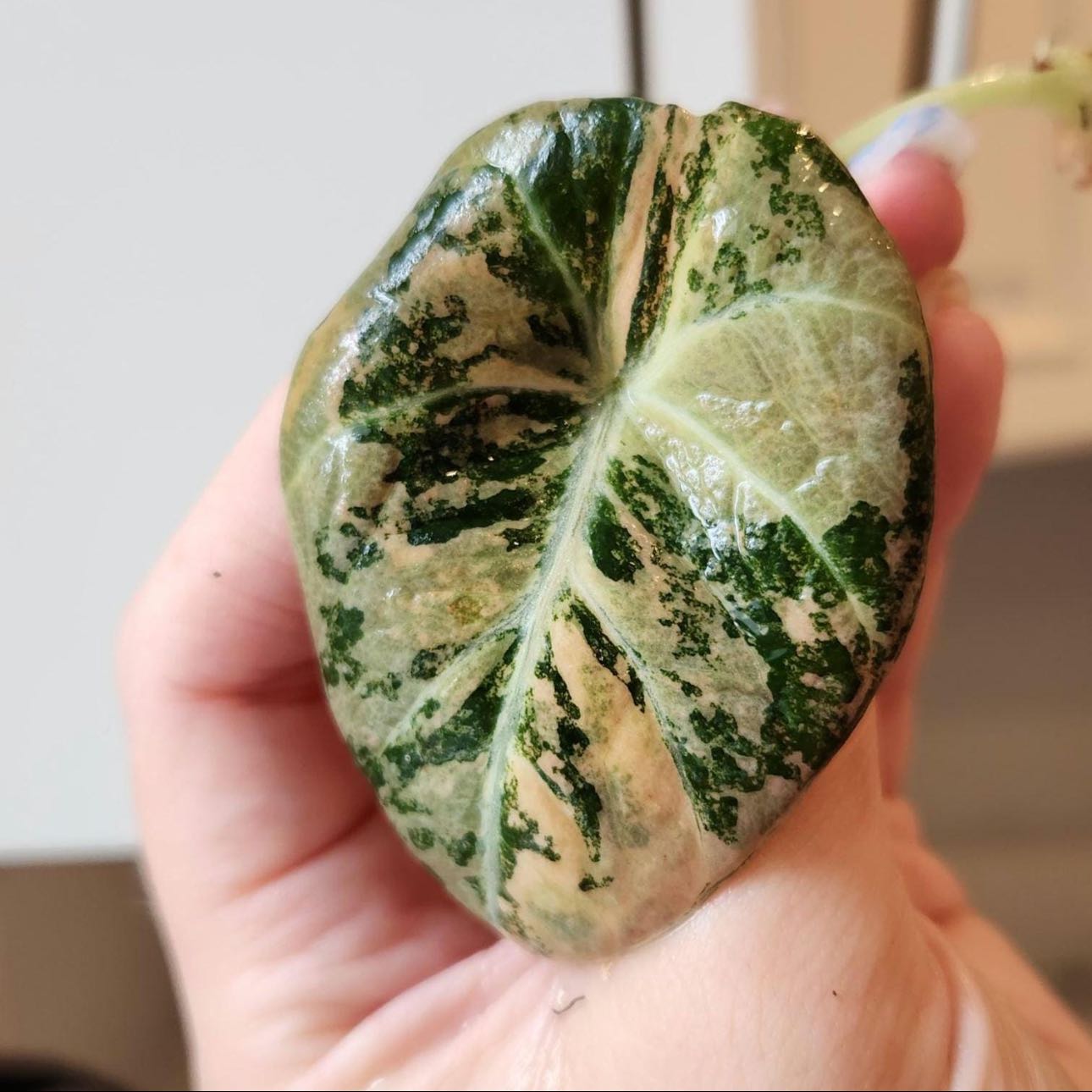 Plant care for Rose on Greg, the plant care app