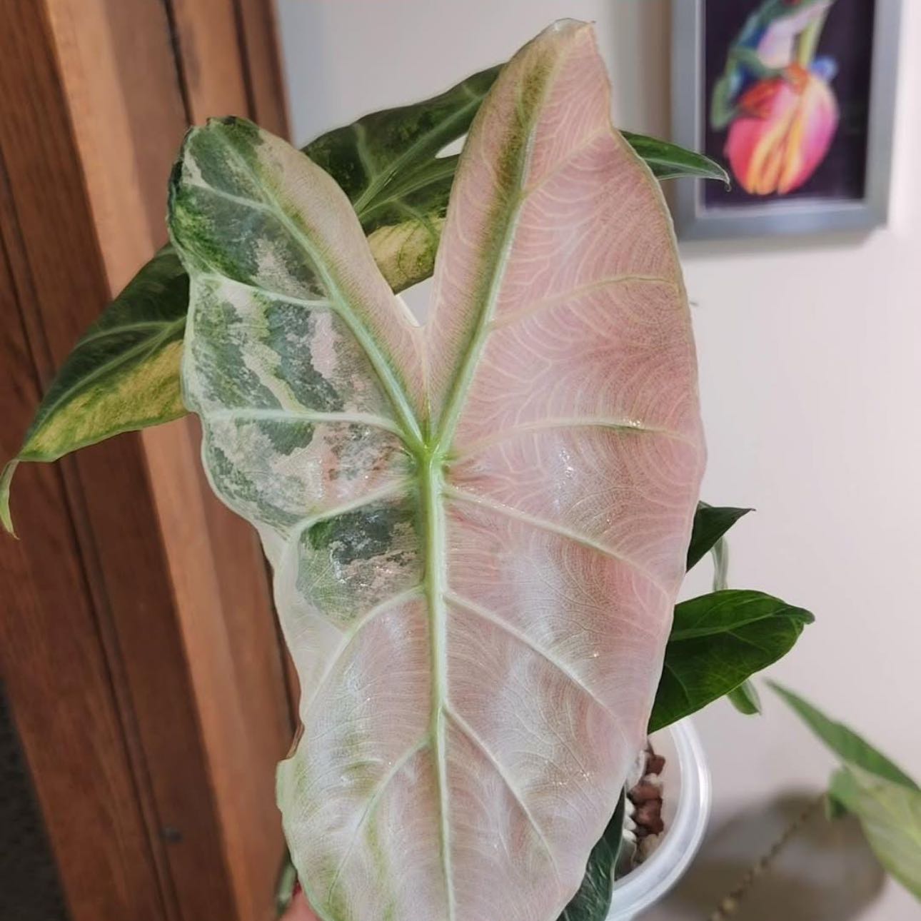 Alocasia Nairobi Nights Albo Pink Plant Care: Water, Light