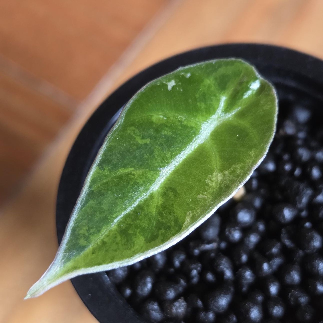 Plant care for Amaryllis on Greg, the plant care app