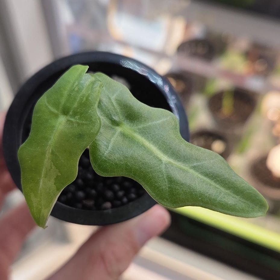 Photo of the plant species Aurea Porteii Alocasia by @Idplantthat named Bonnie Brooke on Greg, the plant care app
