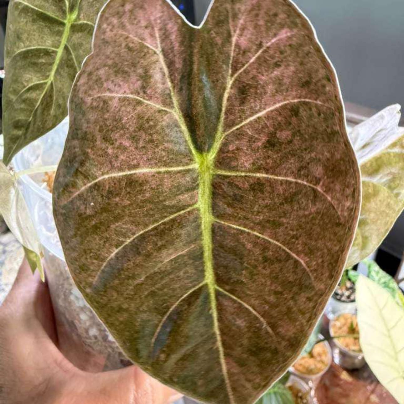 Plant care for Philodendron on Greg, the plant care app