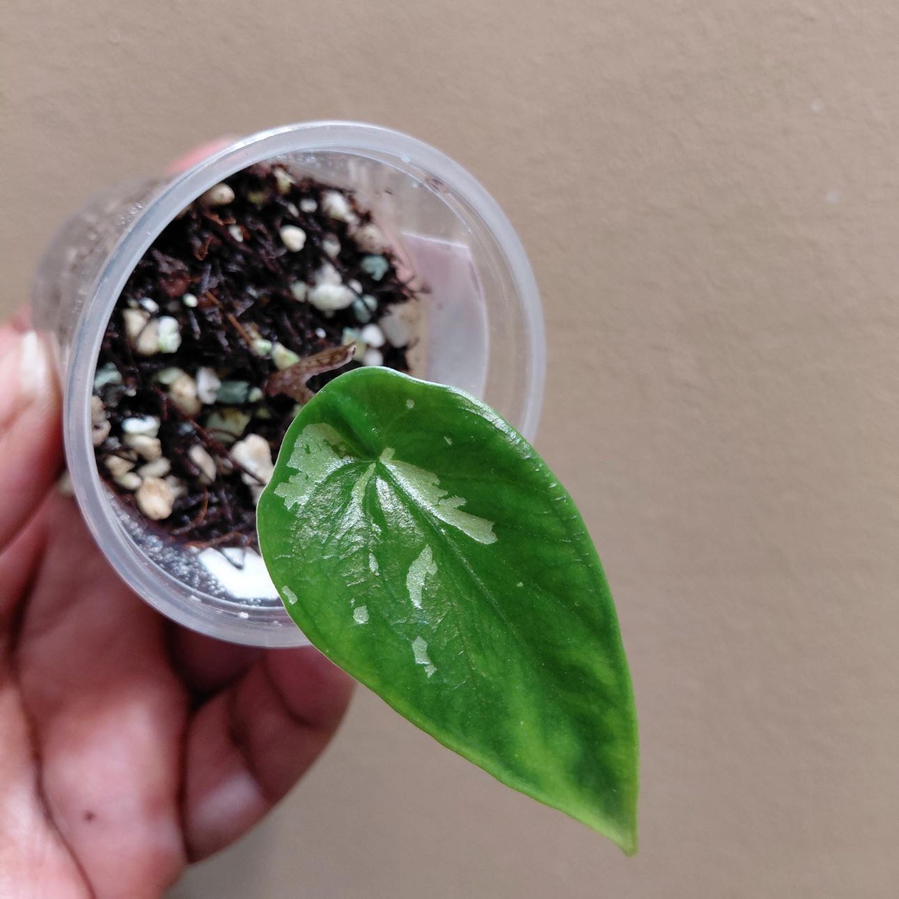 Photo of the plant species Alocasia Shattered Glass by @Idplantthat named Leora on Greg, the plant care app