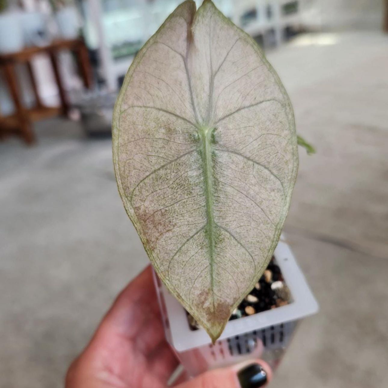 Photo of the plant species Stardust Pink Silver Dragon Alocasia by @Idplantthat named Hoshi Sun on Greg, the plant care app