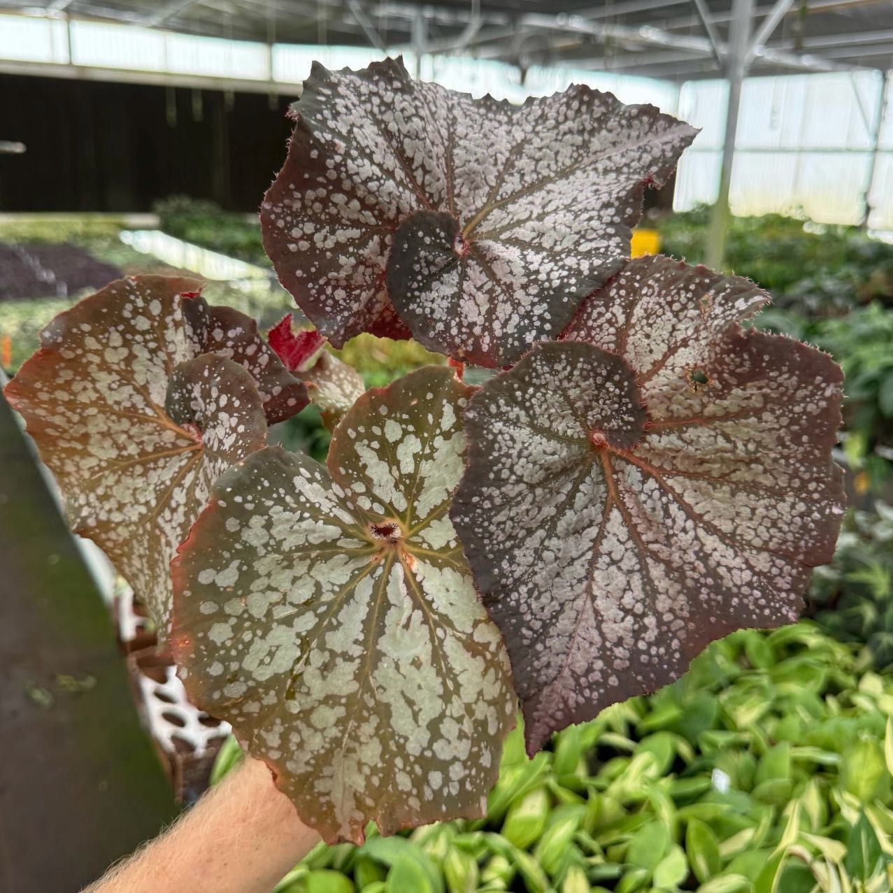 Photo of the plant species Island Magic Begonia by @Idplantthat named Sandpiper Dreams on Greg, the plant care app