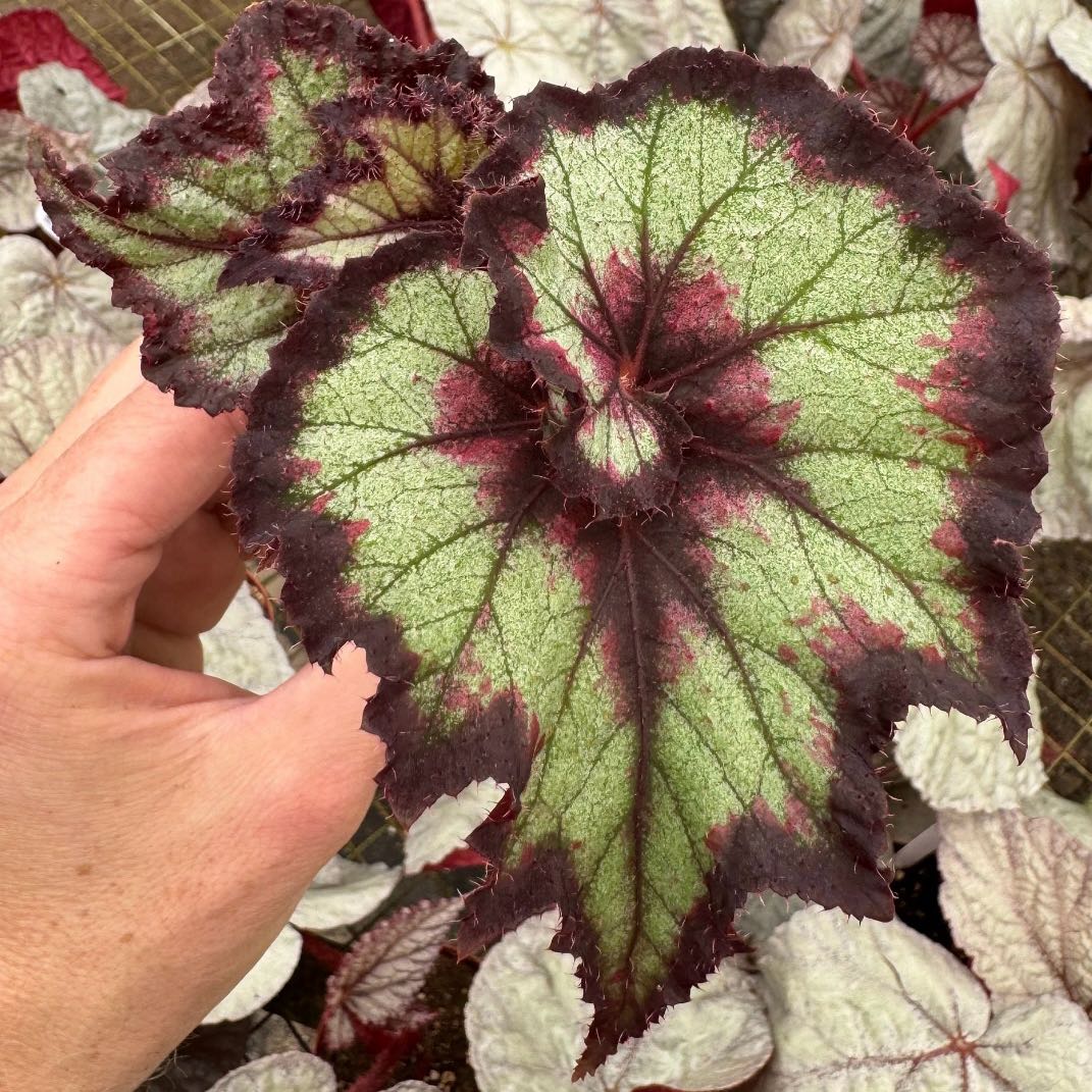 Photo of the plant species Harmonys The Joker Begonia by @Idplantthat named Jago on Greg, the plant care app