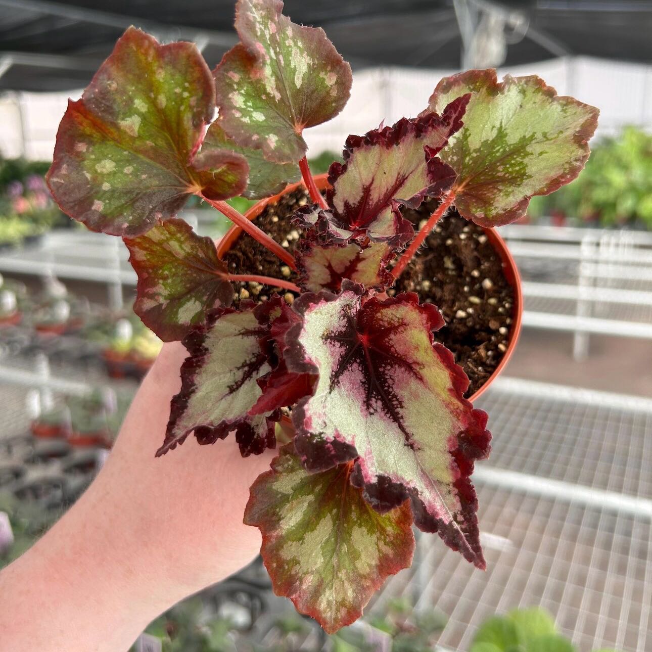 Plant care for Harmonys The Joker Begonia on Greg, the plant care app