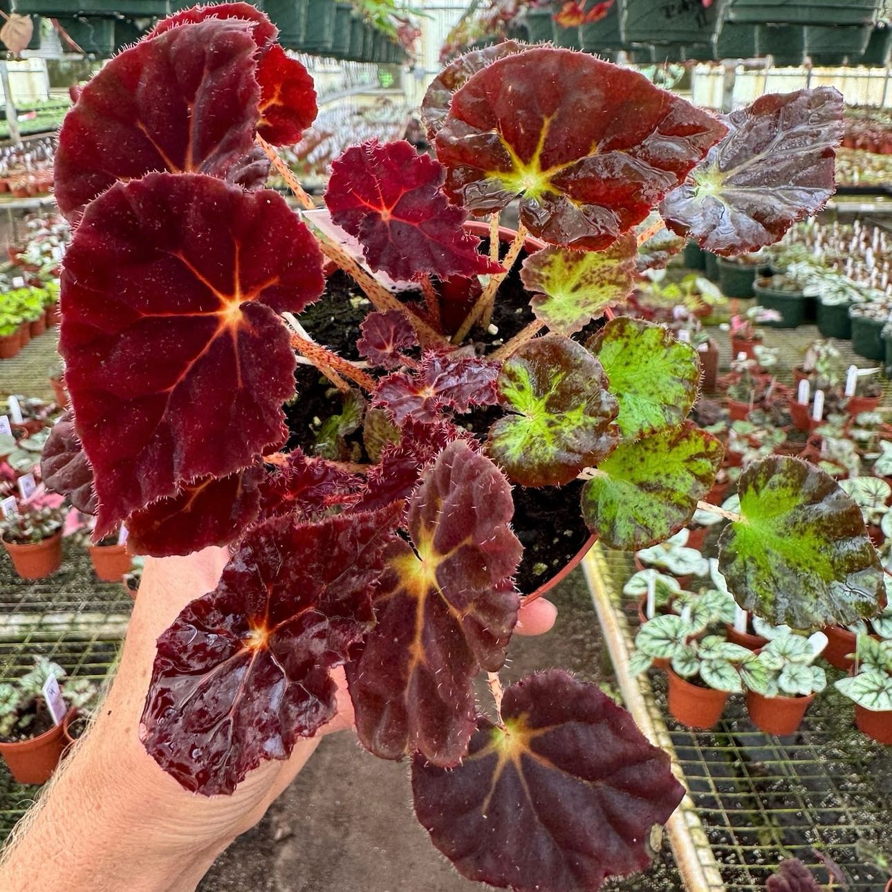 Photo of the plant species Madame O'reilly Begonia by @Idplantthat named Velvet Butterfly 🦋 on Greg, the plant care app
