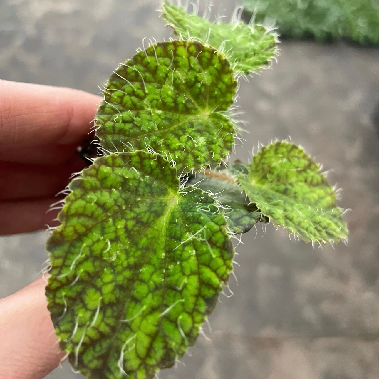Photo of the plant species Sizemore Begonia by @Idplantthat named Elle on Greg, the plant care app