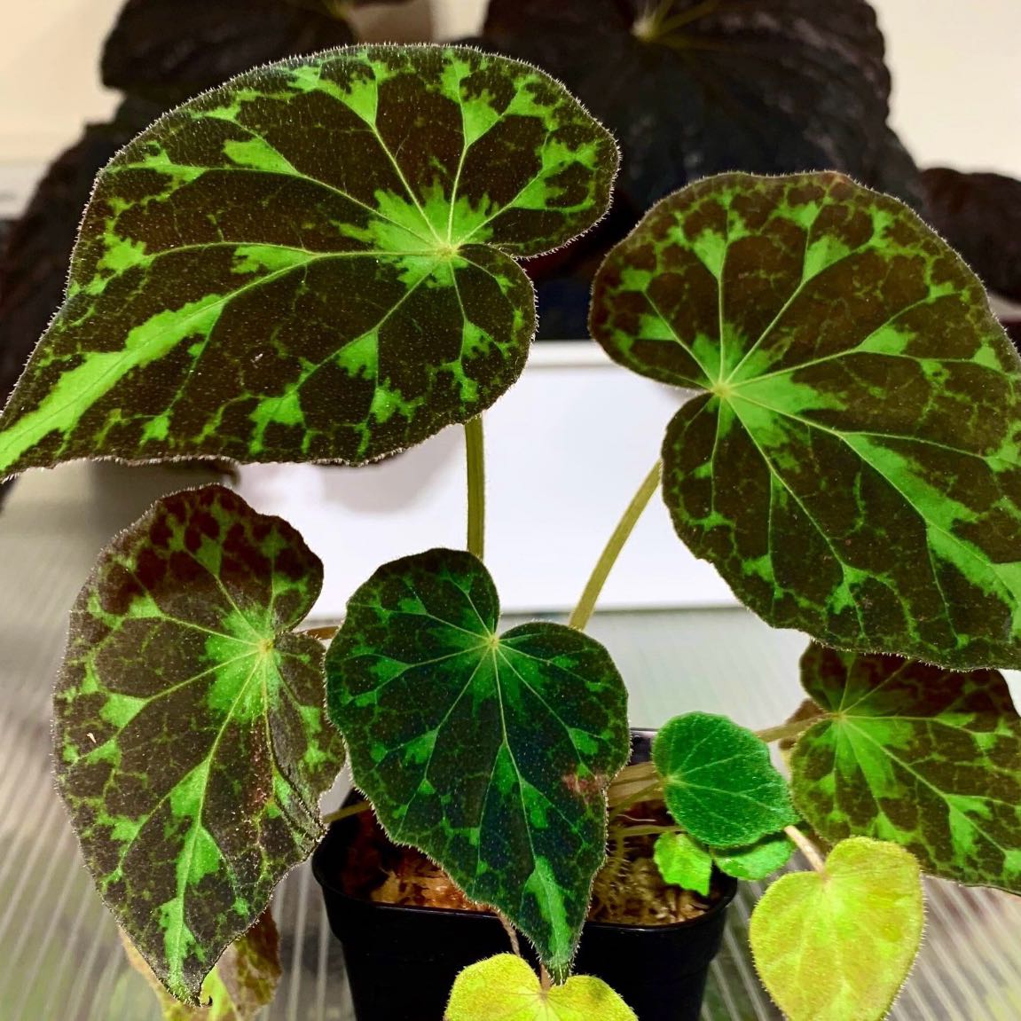 Photo of the plant species Begonia Barsalouxiae by @Idplantthat named Lottie Lu on Greg, the plant care app