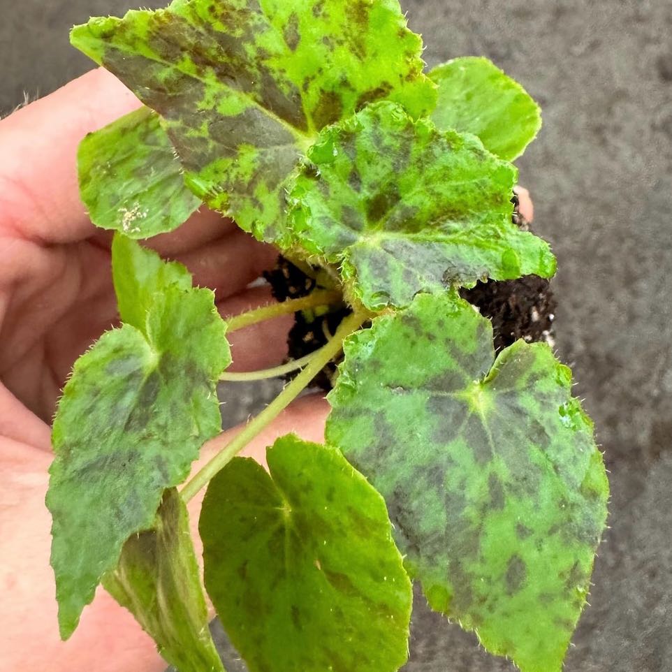 Photo of the plant species Begonia 'Shy Dancer' by @Idplantthat named Gogo Dancer on Greg, the plant care app