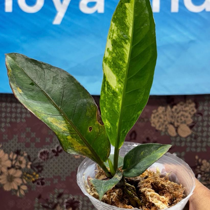 Photo of the plant species Bird's nest anthurium by @Idplantthat named Catcher on Greg, the plant care app