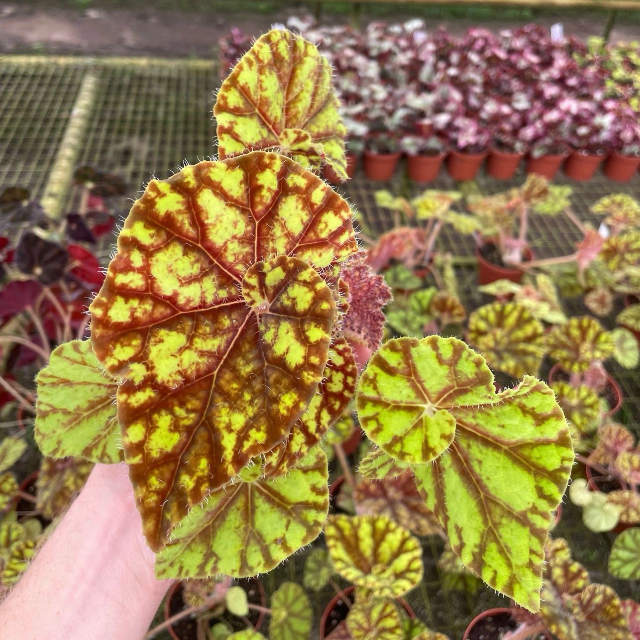 Photo of the plant species 'Cowardly Lion' by @Idplantthat named Lambert on Greg, the plant care app