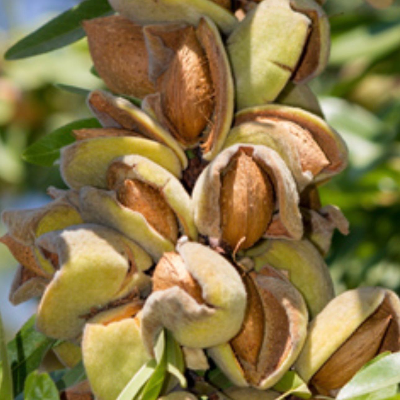 Photo of the plant species almond tree by @Idplantthat named Clooney on Greg, the plant care app