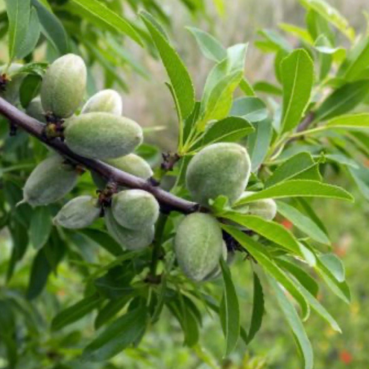 Photo of the plant species almond tree by @Idplantthat named Einstein on Greg, the plant care app