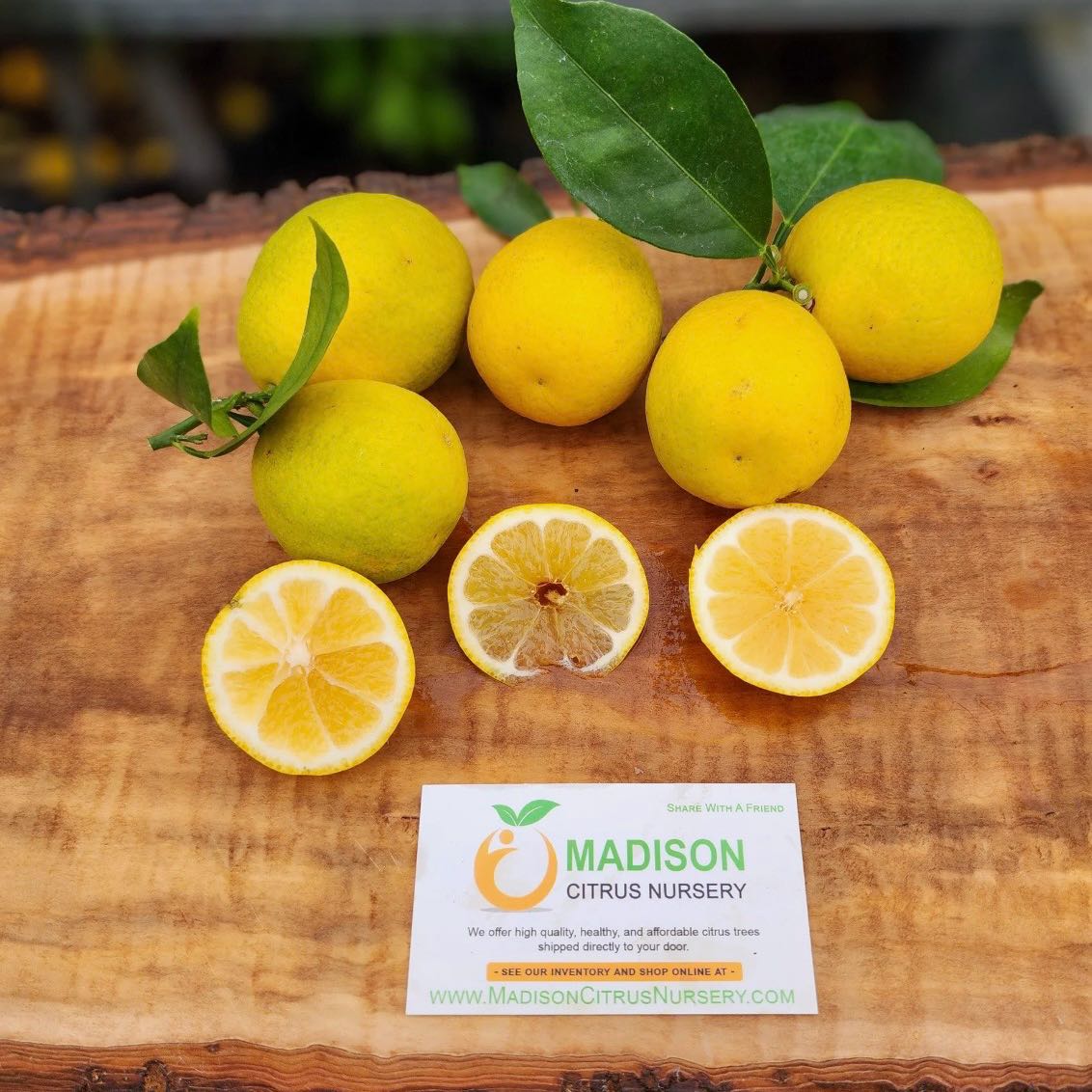 Photo of the plant species Sunquat Citrus by @Idplantthat named Clooney on Greg, the plant care app