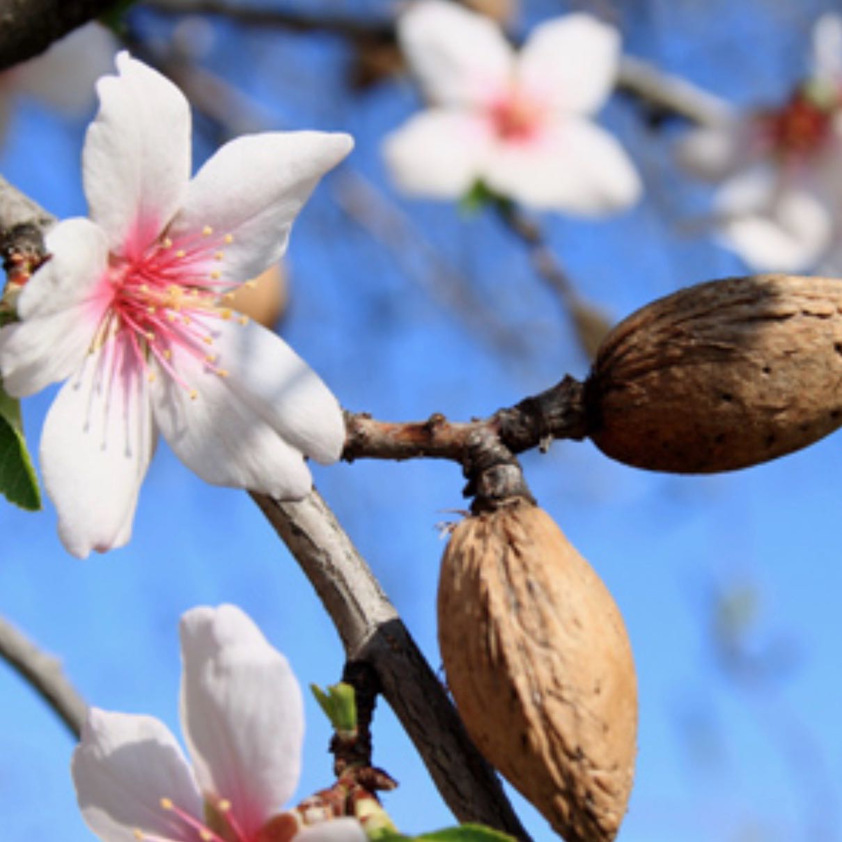 Photo of the plant species almond tree by @Idplantthat named Girlfrond on Greg, the plant care app