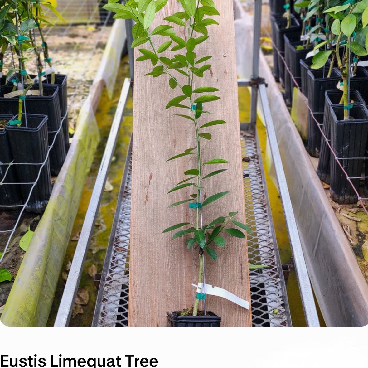 Photo of the plant species Eustis Limequat Tree by @Idplantthat named Girlfrond on Greg, the plant care app