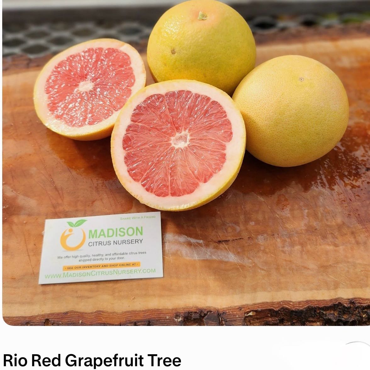 Photo of the plant species Rio Grapefruit by @Idplantthat named Drake on Greg, the plant care app