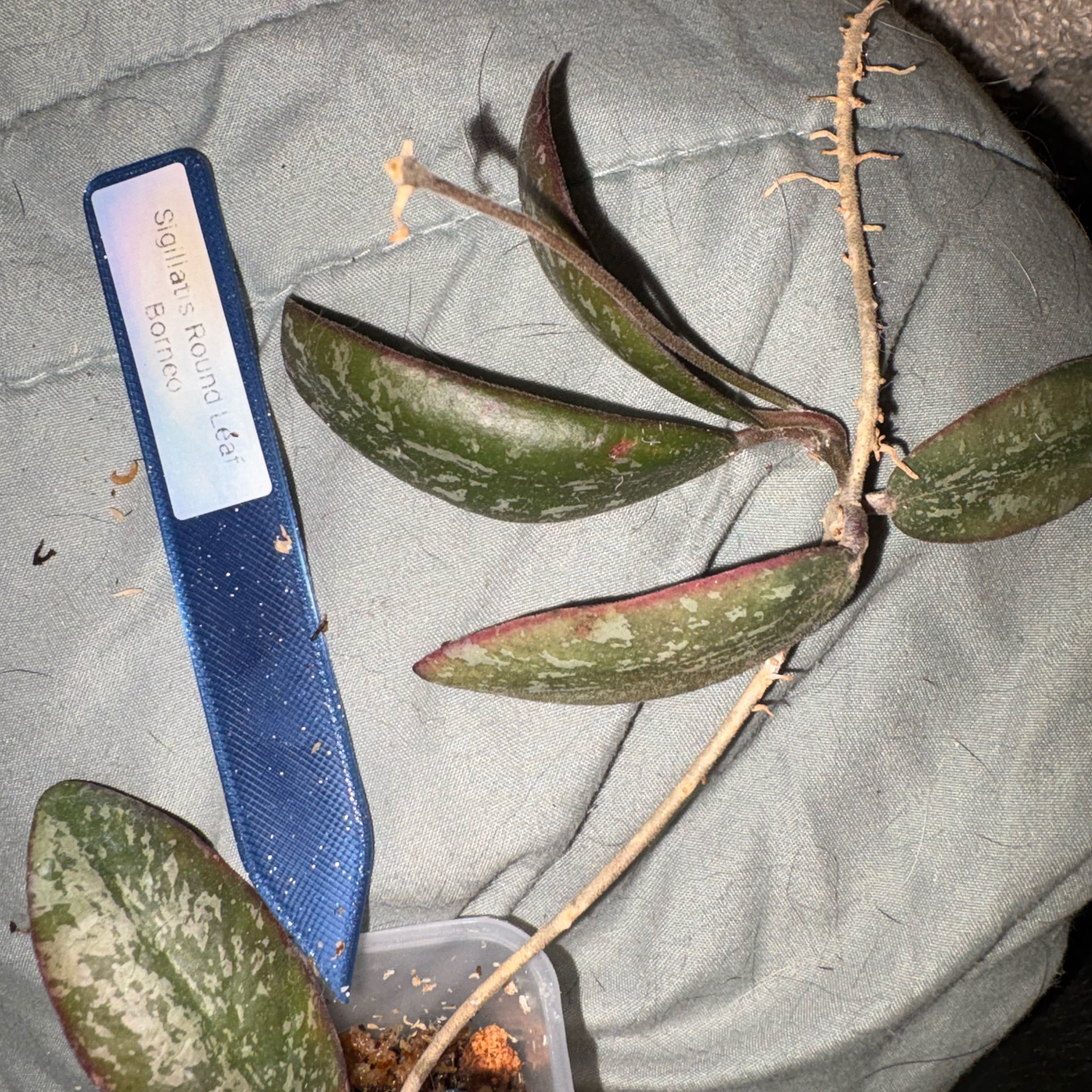 Photo of the plant species hoya sigillatis by @Idplantthat named Taylor Swift on Greg, the plant care app