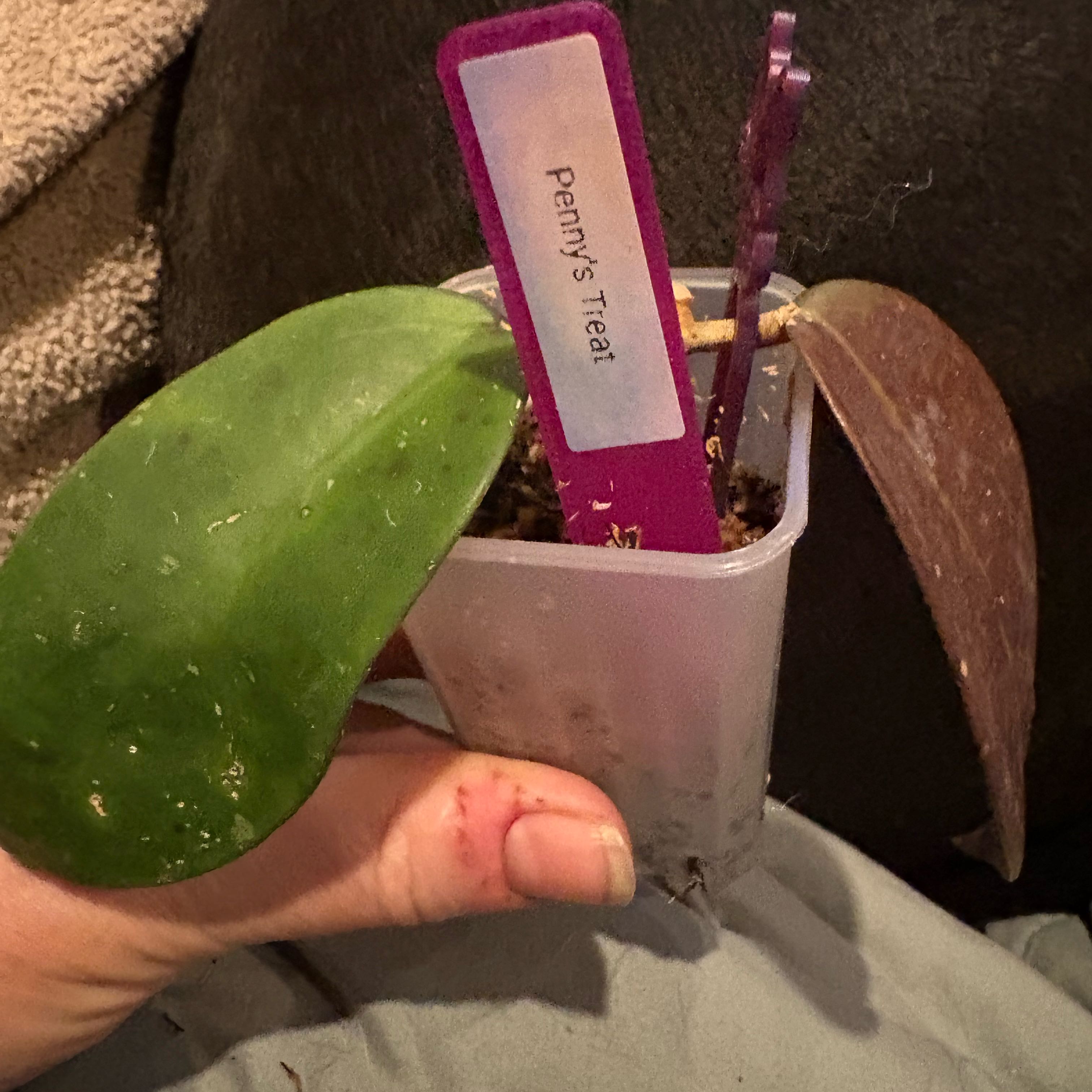Photo of the plant species Hoya Pennys Treat by @Idplantthat named Foxxy on Greg, the plant care app