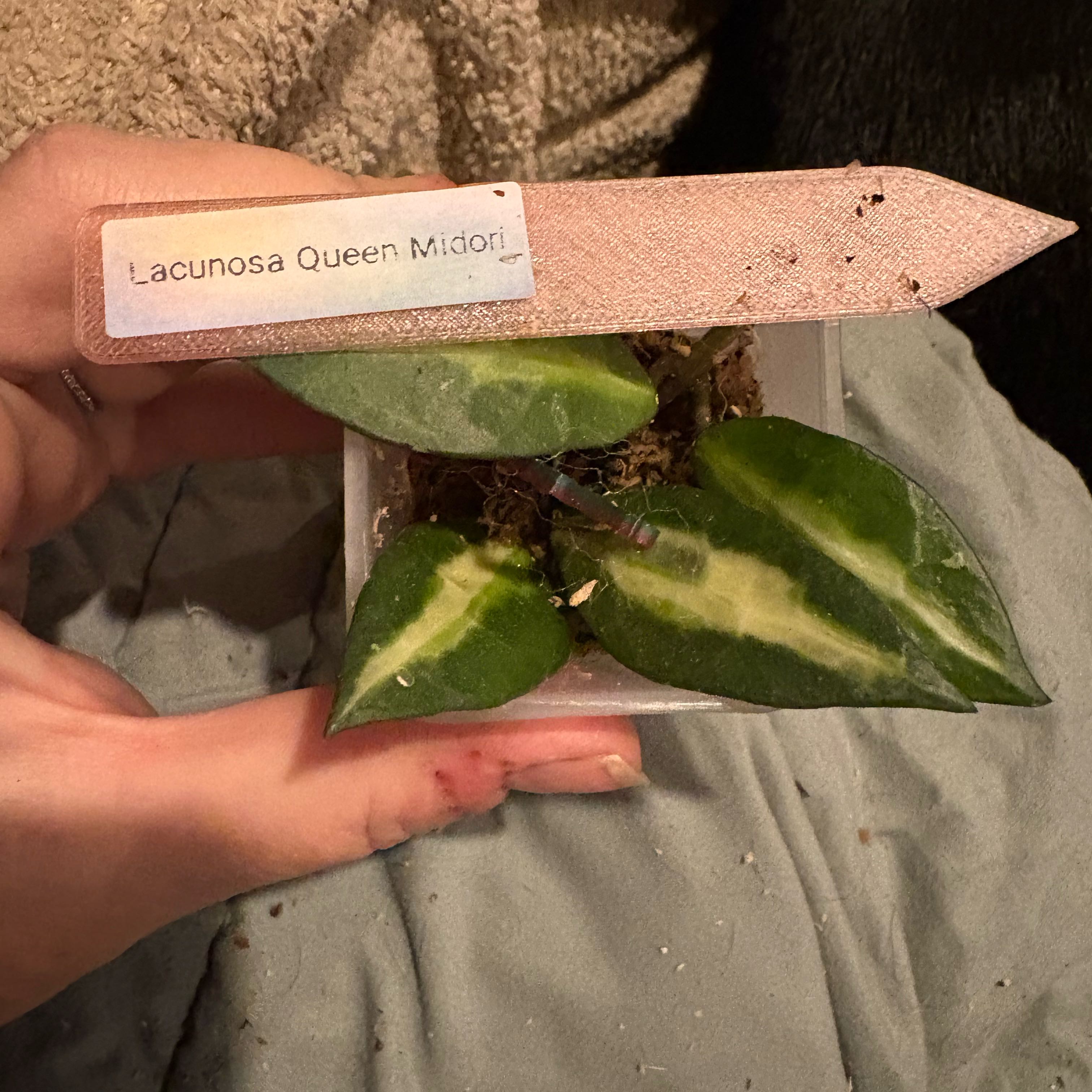 Photo of the plant species Hoya lacunosa 'Queen Midori' by @Idplantthat named Baesil on Greg, the plant care app
