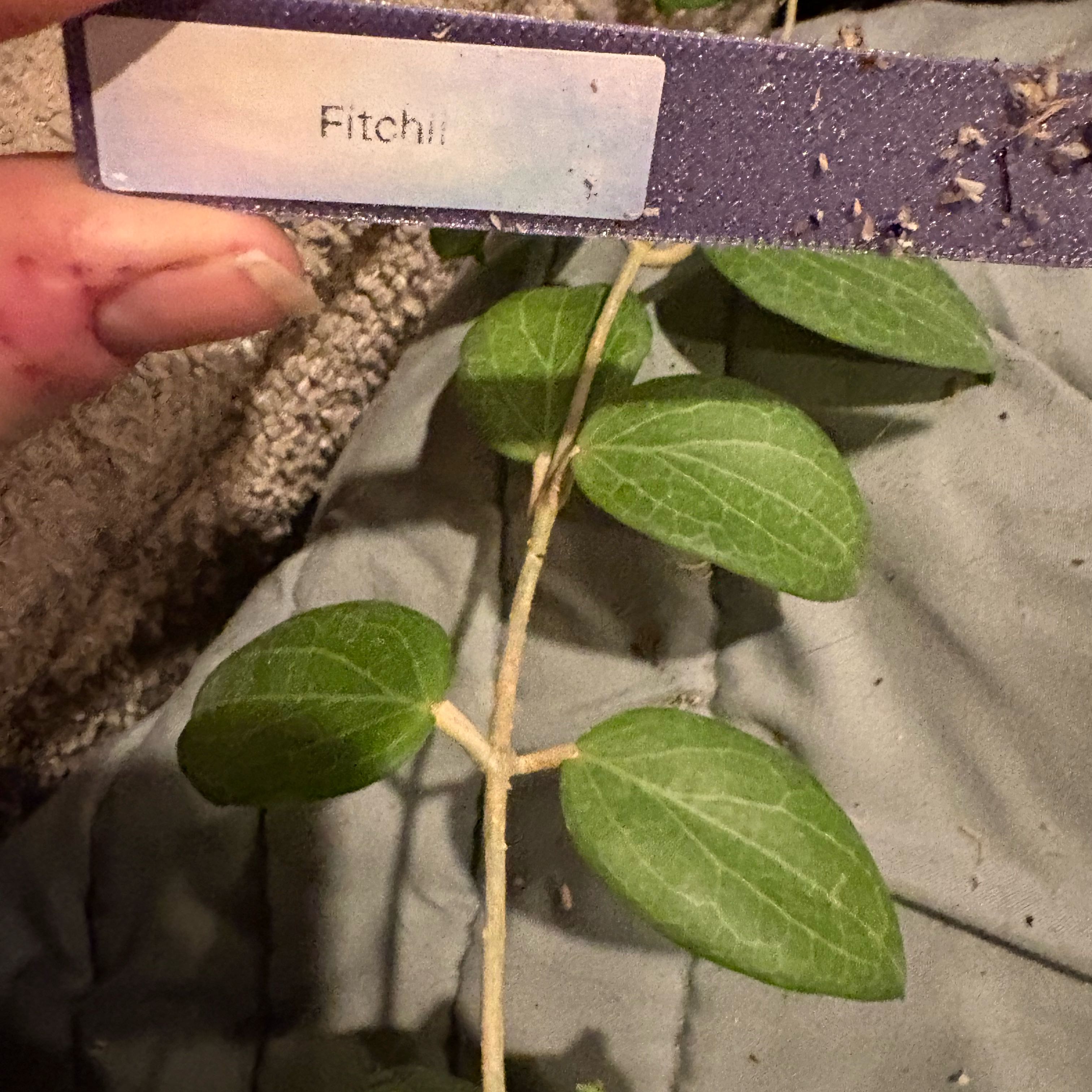 Photo of the plant species Hoya fitchii by @Idplantthat named Fernie Saunders on Greg, the plant care app