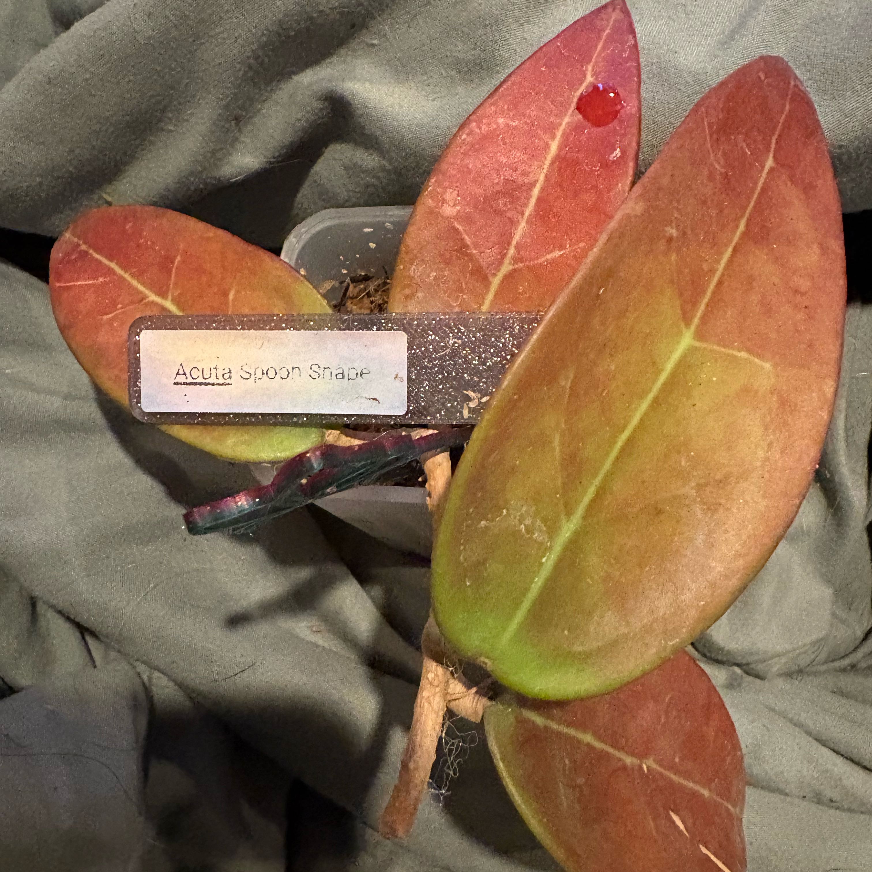 Photo of the plant species Acute Spoon Snape Hoya by @Idplantthat named Luna on Greg, the plant care app