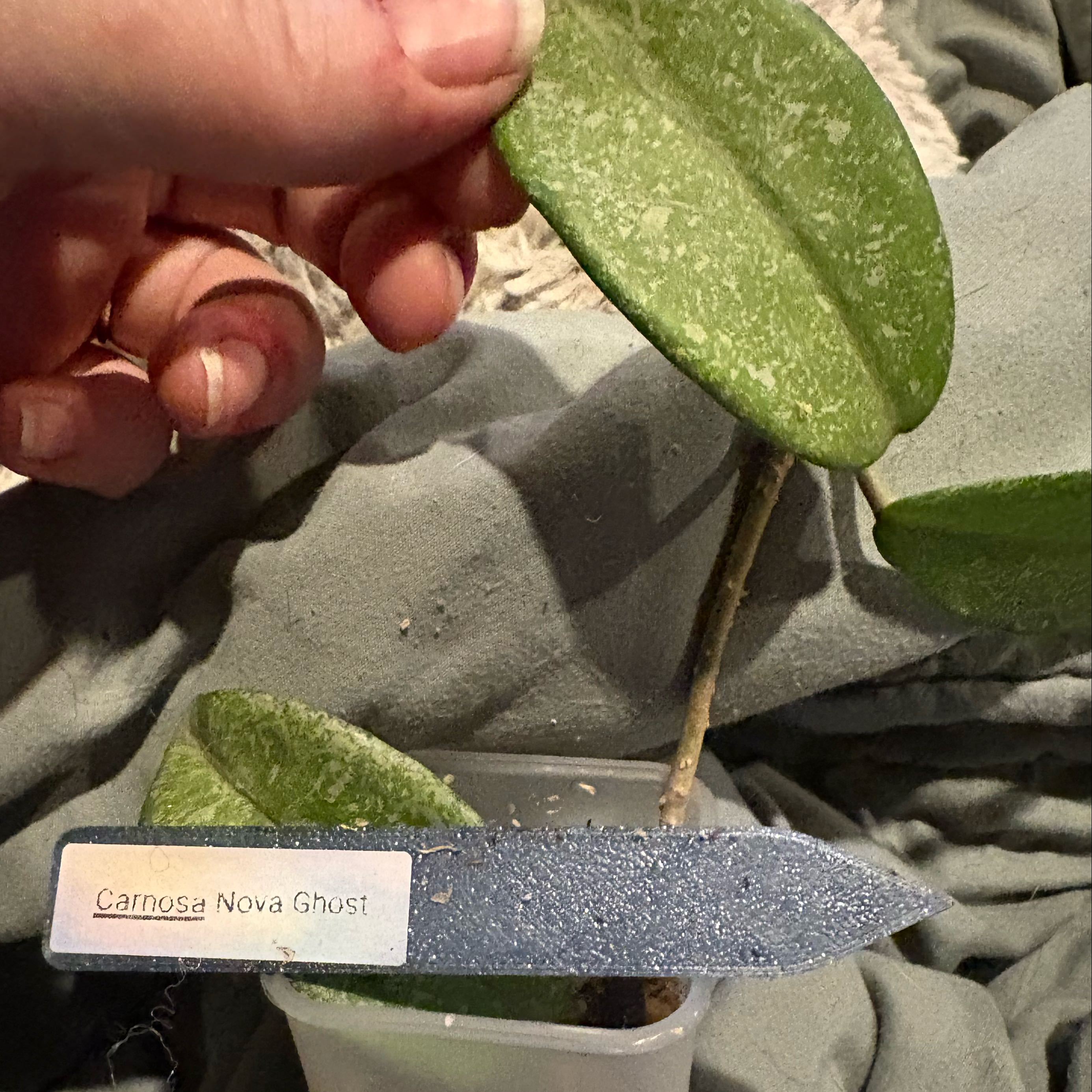 Photo of the plant species Waxplant by @Idplantthat named Rainier on Greg, the plant care app