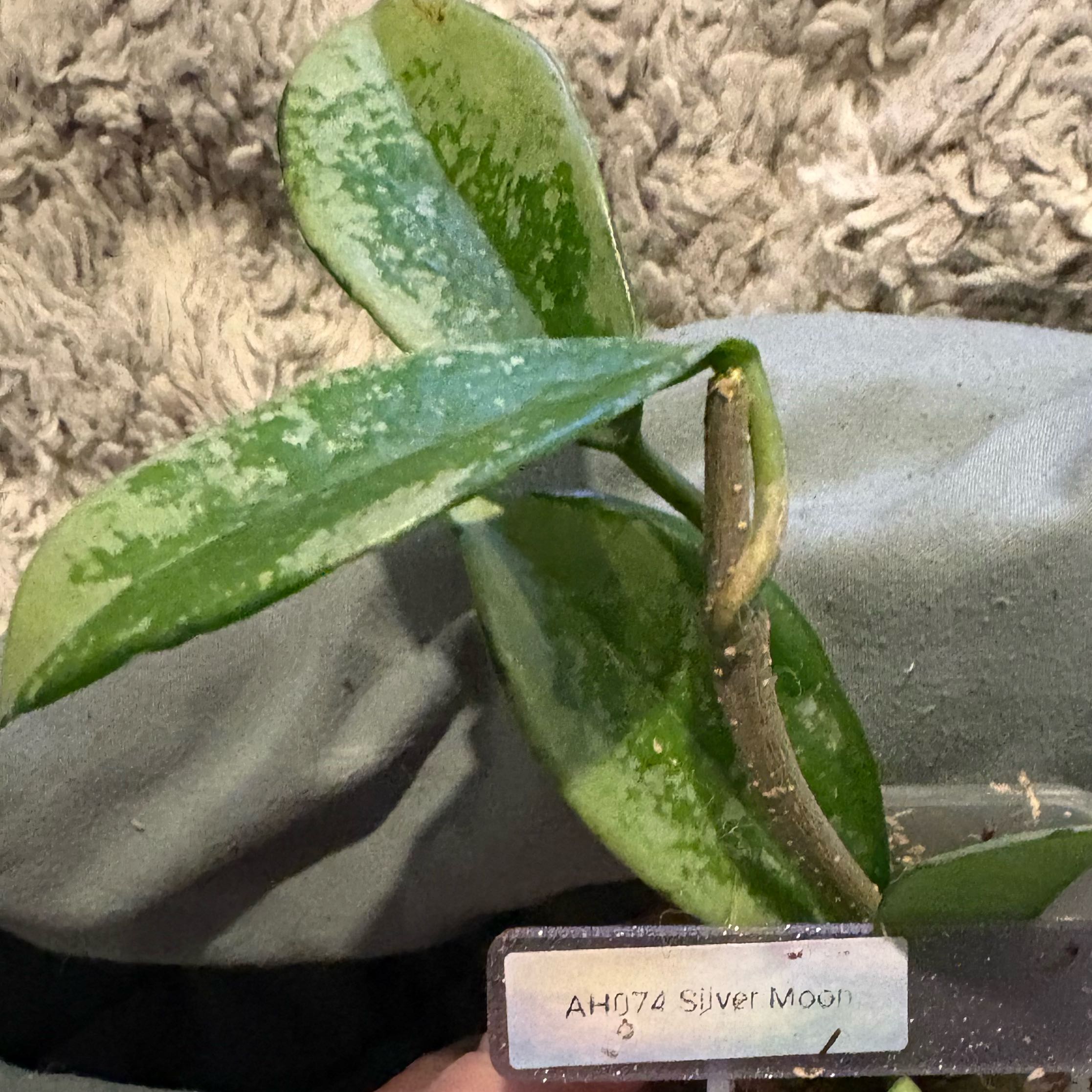 Photo of the plant species Hoya sp. AH074 ‘Silver’ by @Idplantthat named Bieber on Greg, the plant care app
