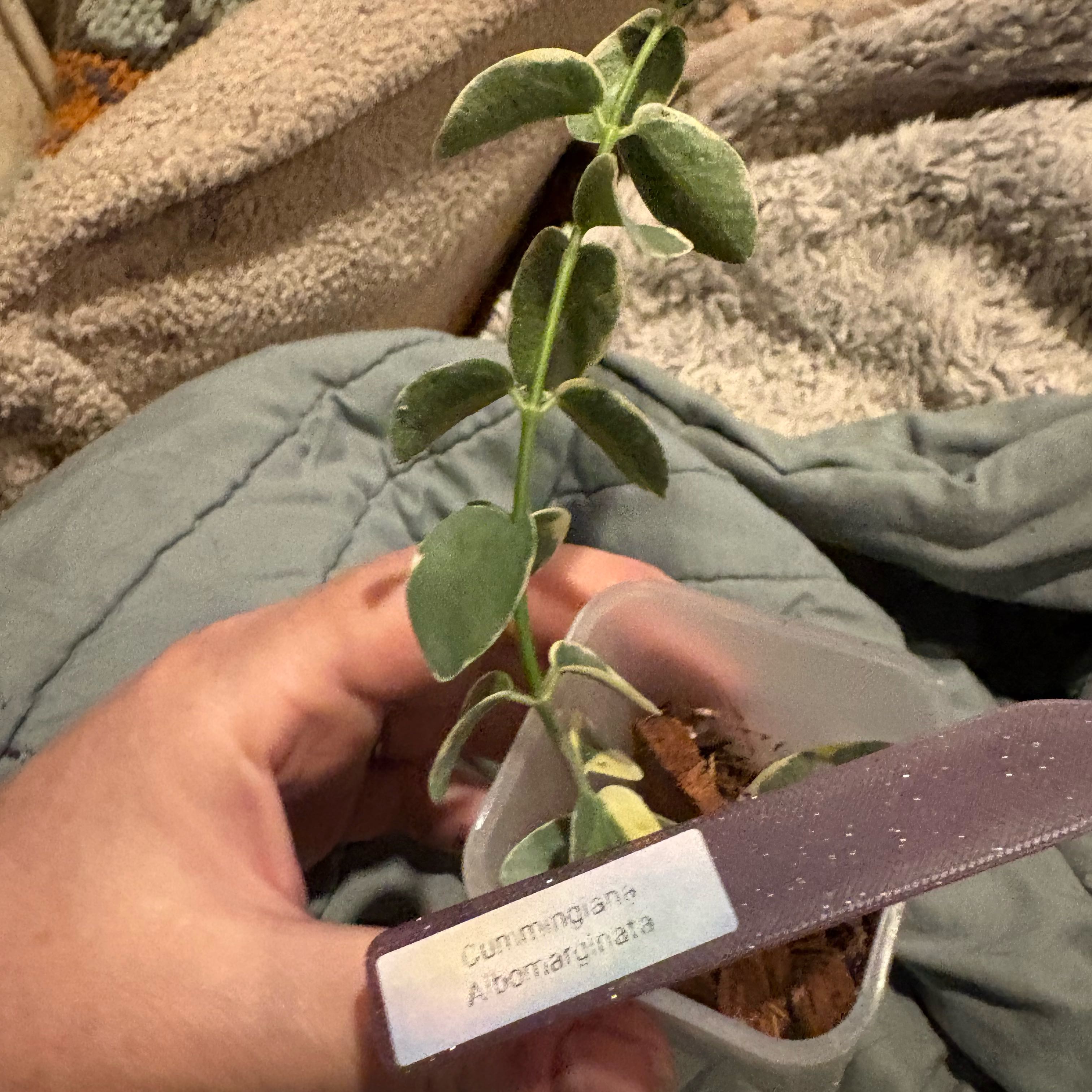 Photo of the plant species Bush Hoya by @Idplantthat named Bodhi on Greg, the plant care app
