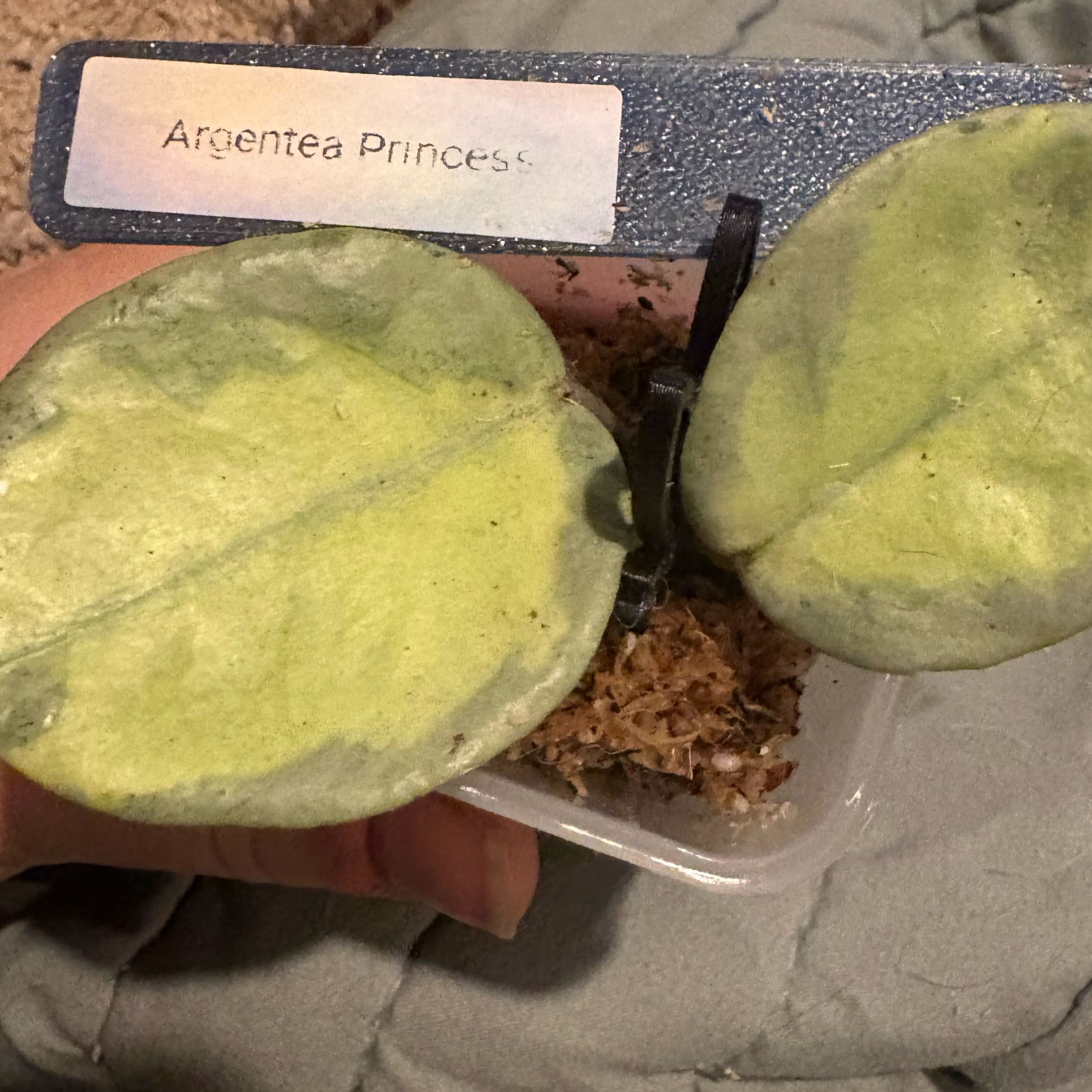 Photo of the plant species Hoya Argentea Princess by @Idplantthat named Messi on Greg, the plant care app