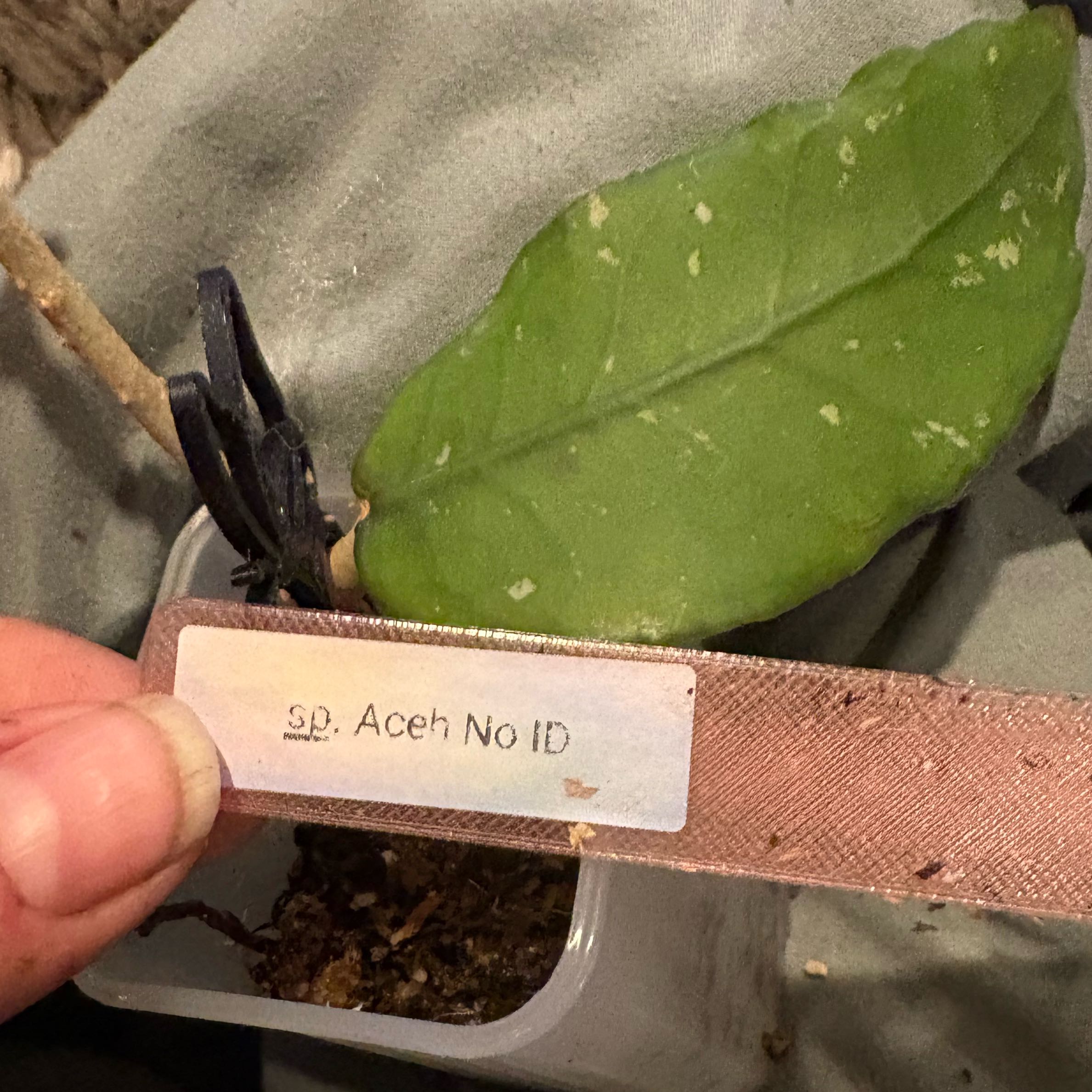 Photo of the plant species Hoya sp. 'Aceh' (NAPC002) by @Idplantthat named Daphne on Greg, the plant care app