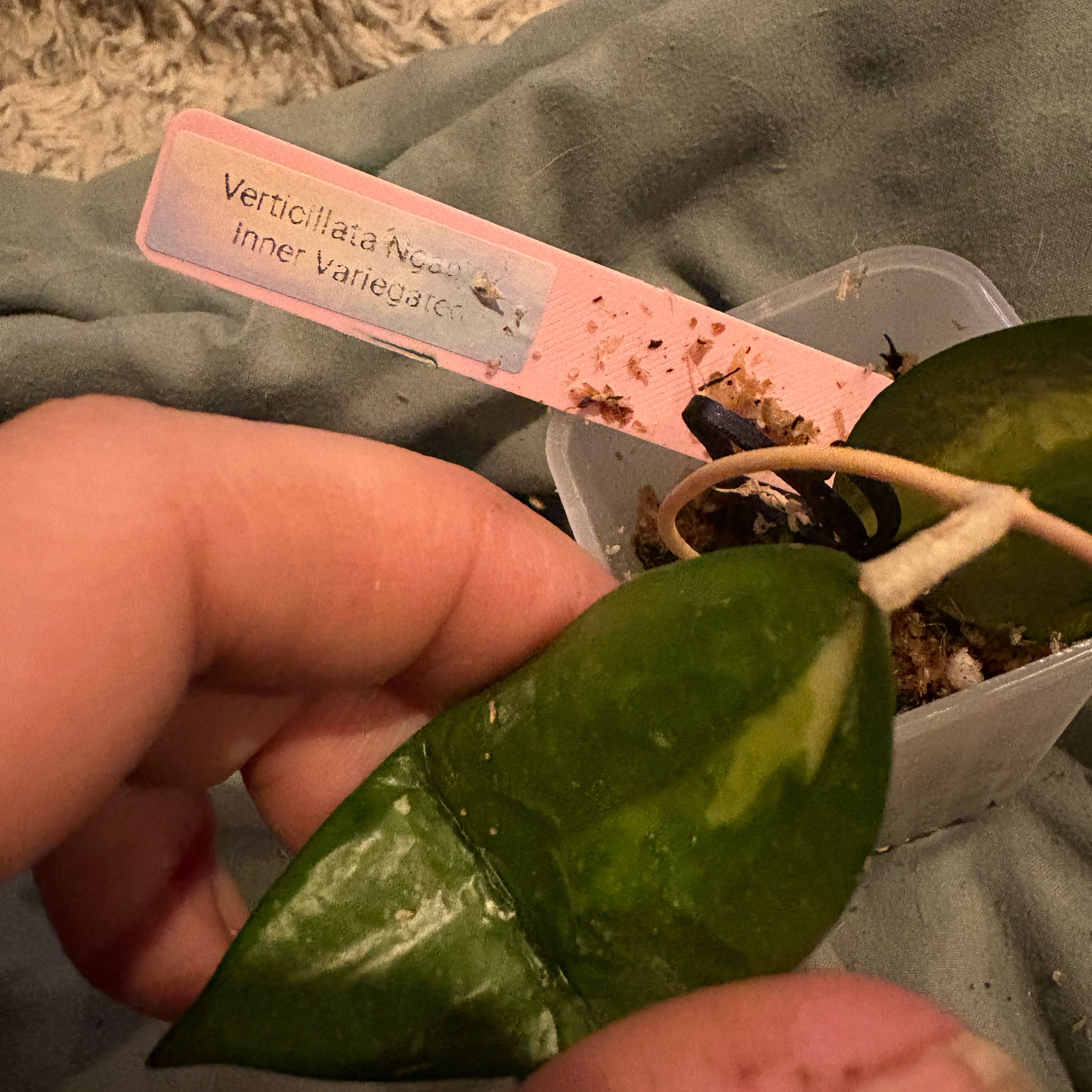 Photo of the plant species Hoya acuta 'Variegata' by @Idplantthat named Mochi on Greg, the plant care app