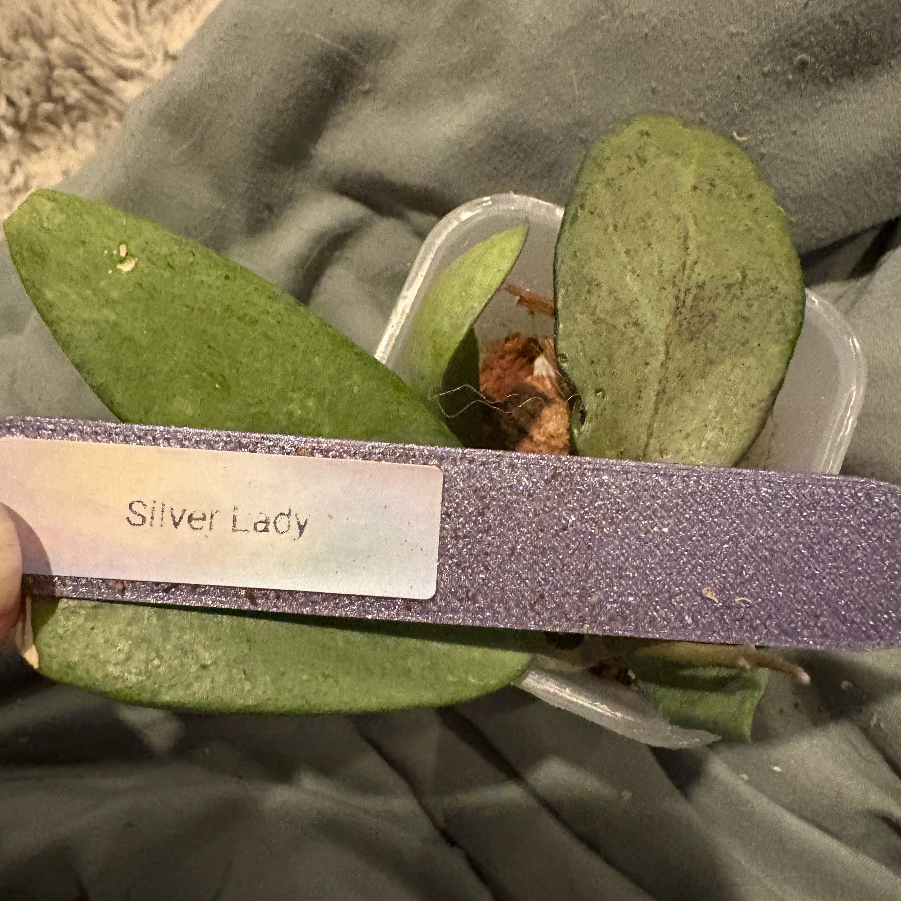 Photo of the plant species Hoya khroniana Silver Splash by @Idplantthat named Plato on Greg, the plant care app