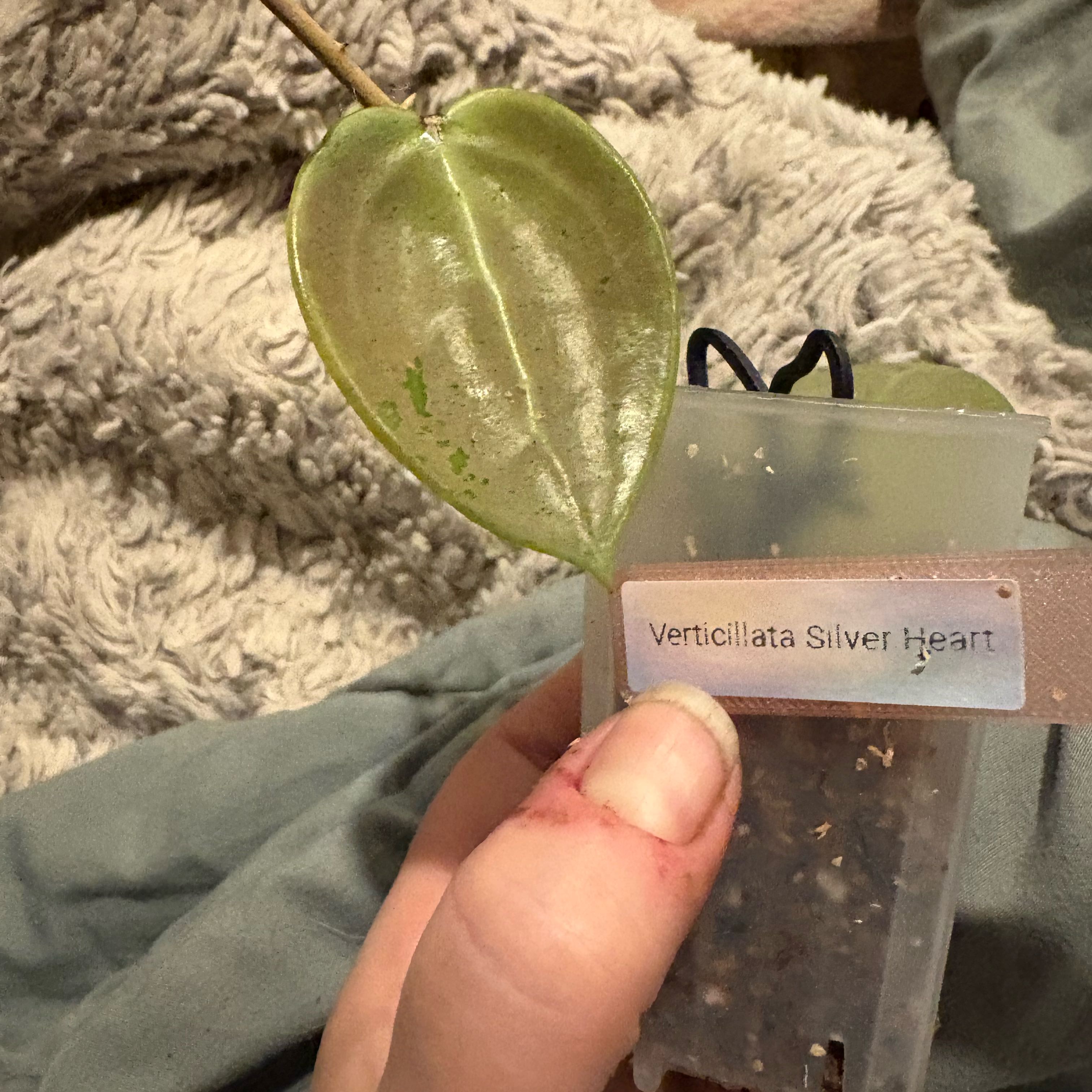 Photo of the plant species Hoya verticillata 'Silver Heart' by @Idplantthat named Leaf Erickson on Greg, the plant care app