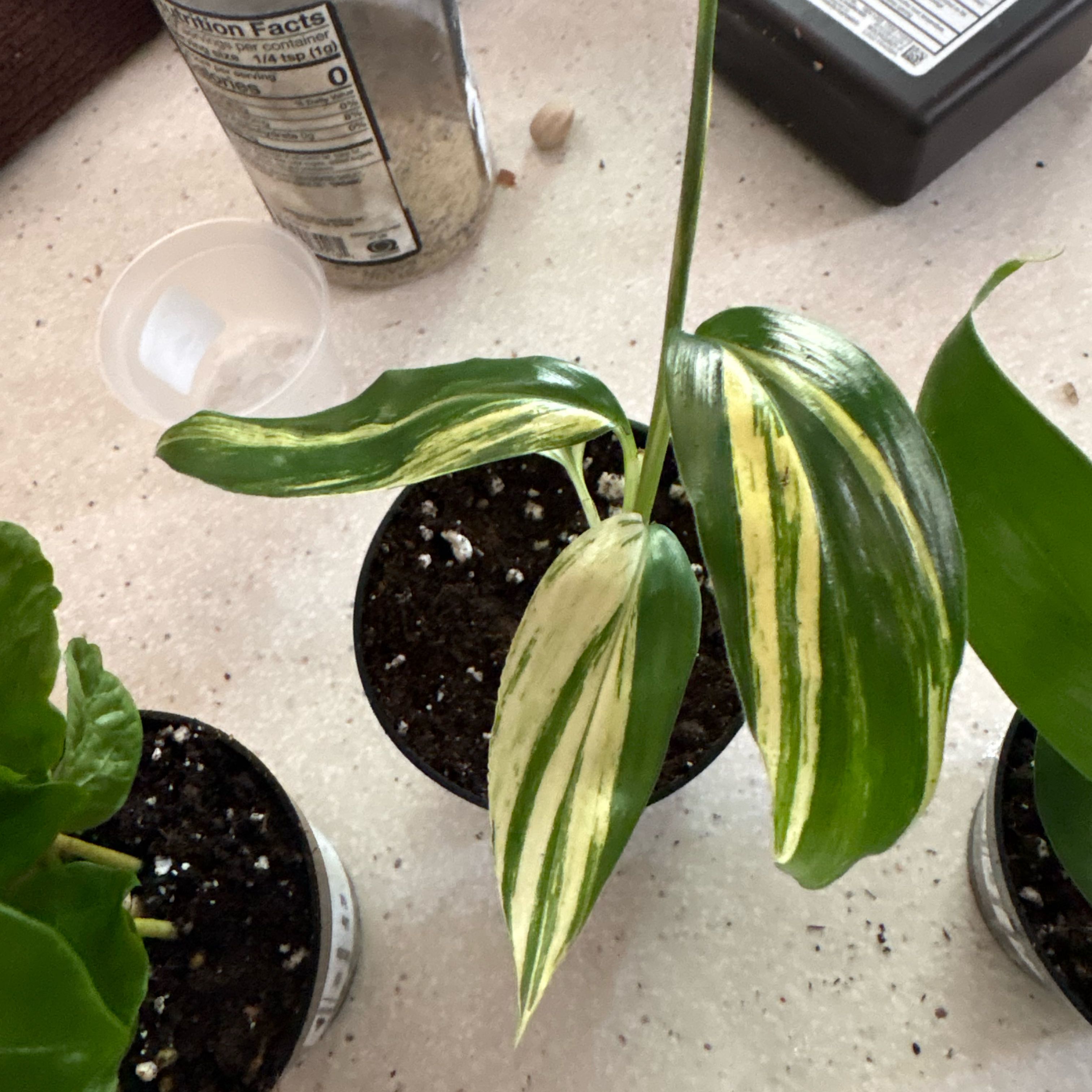 Photo of the plant species Variegated White Ginger by @Idplantthat named Naomi on Greg, the plant care app