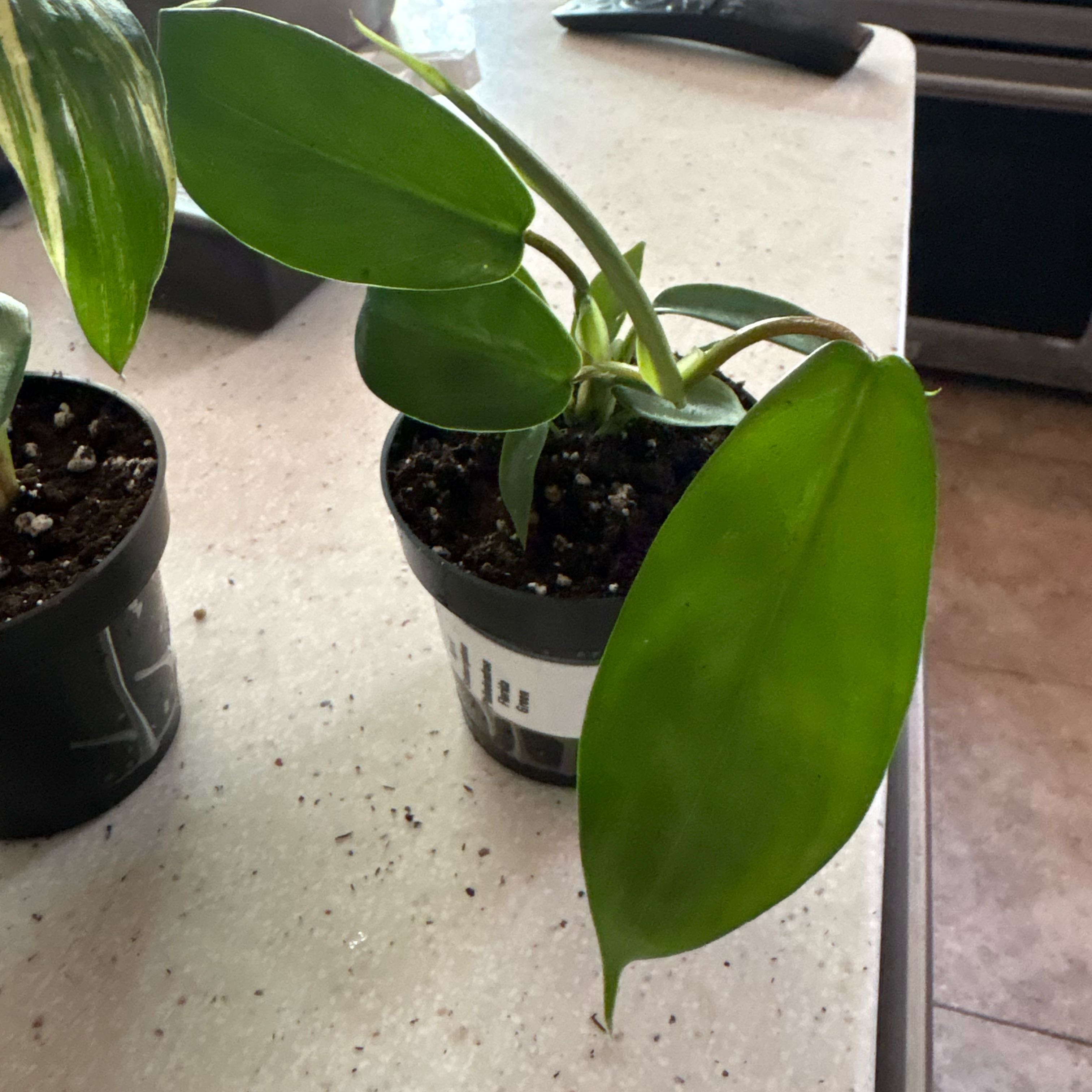 Photo of the plant species Flordia green by @Idplantthat named Homer on Greg, the plant care app