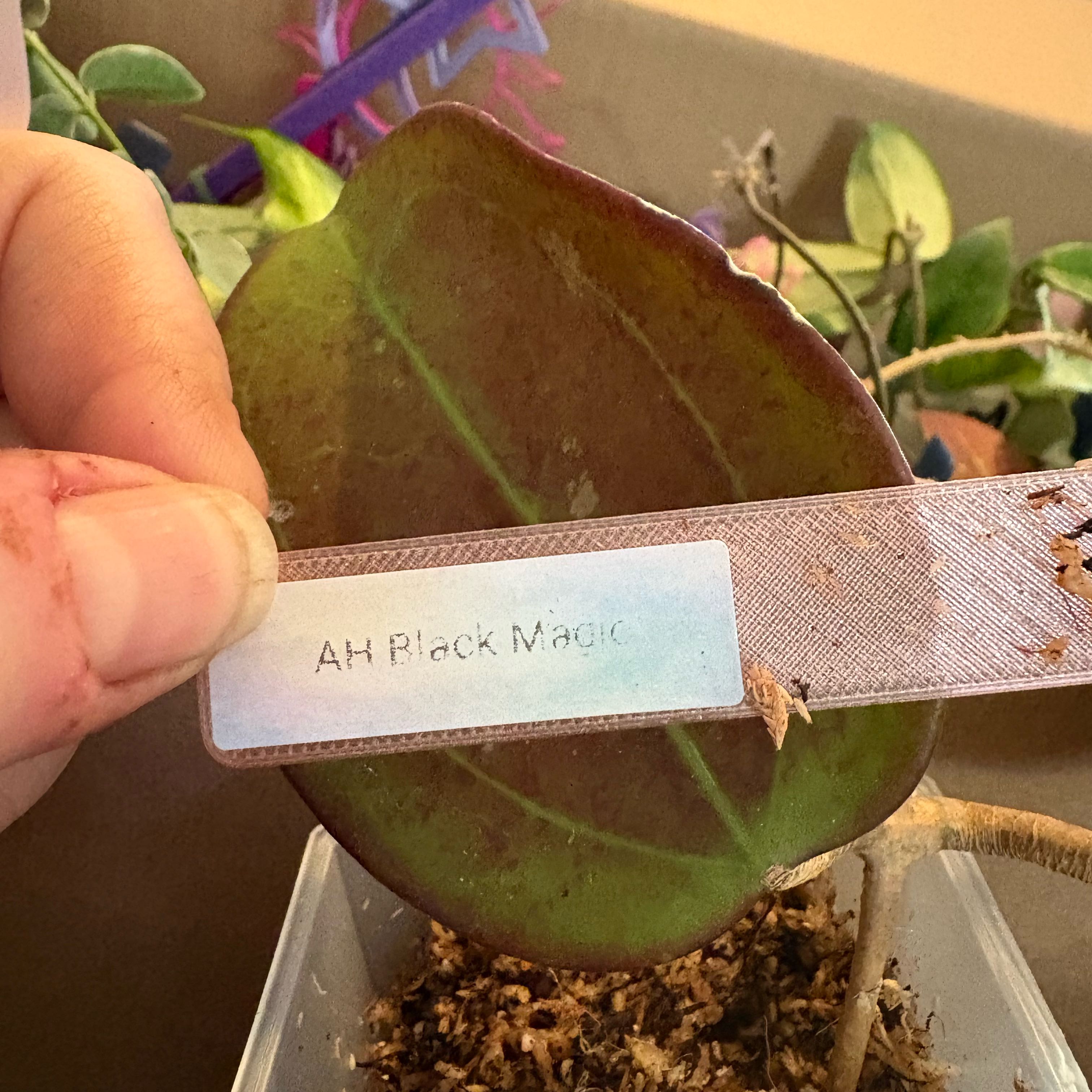 Photo of the plant species Hoya AH 'Black Magic' by @Idplantthat named Elle on Greg, the plant care app