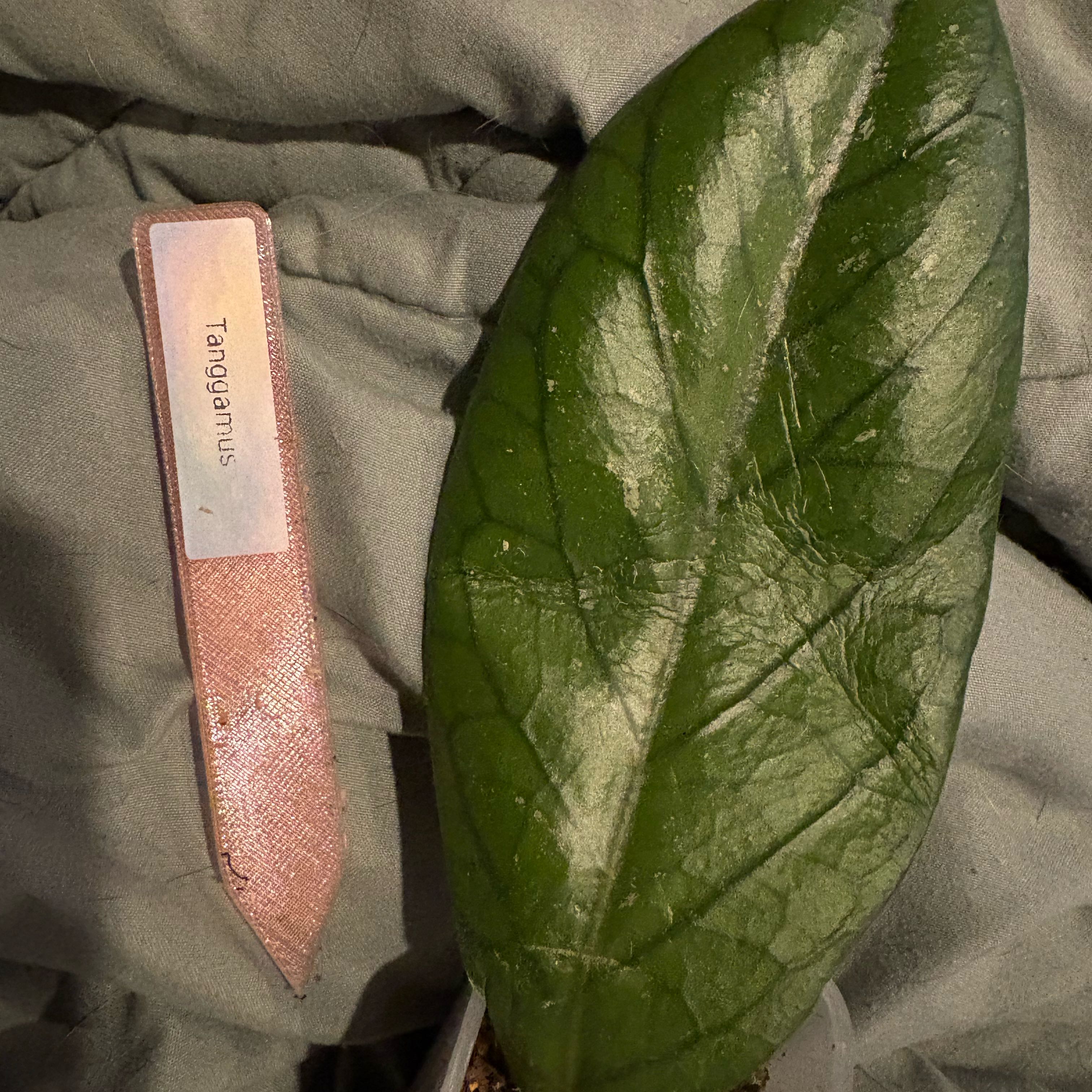 Photo of the plant species Hoya Tanggamus by @Idplantthat named Harry on Greg, the plant care app