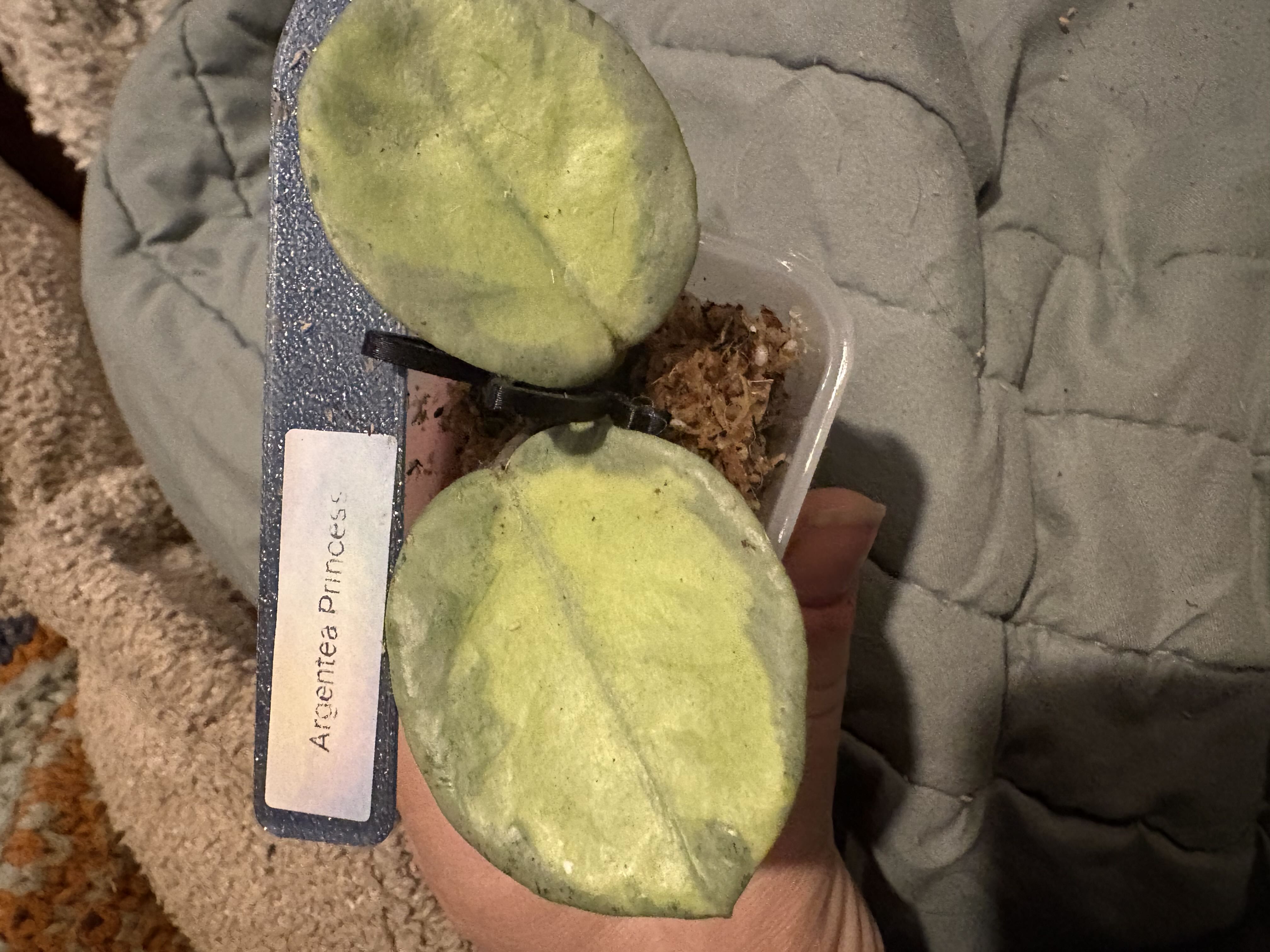 Photo from the post