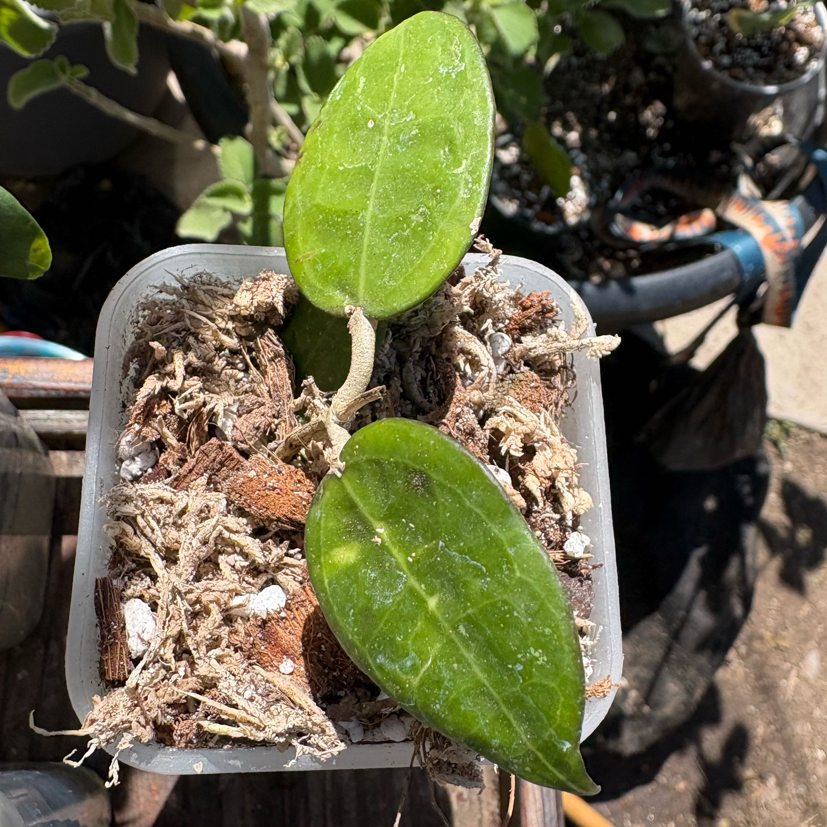 Photo of the plant species Hoya 'Sarawak' by @Idplantthat named Sahara on Greg, the plant care app