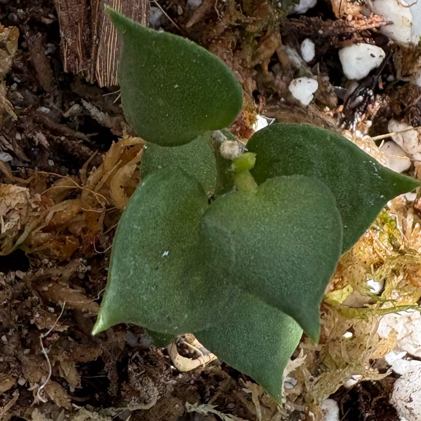Photo of the plant species Hoya aeschynanthoides by @Idplantthat named Fernie Mercury on Greg, the plant care app