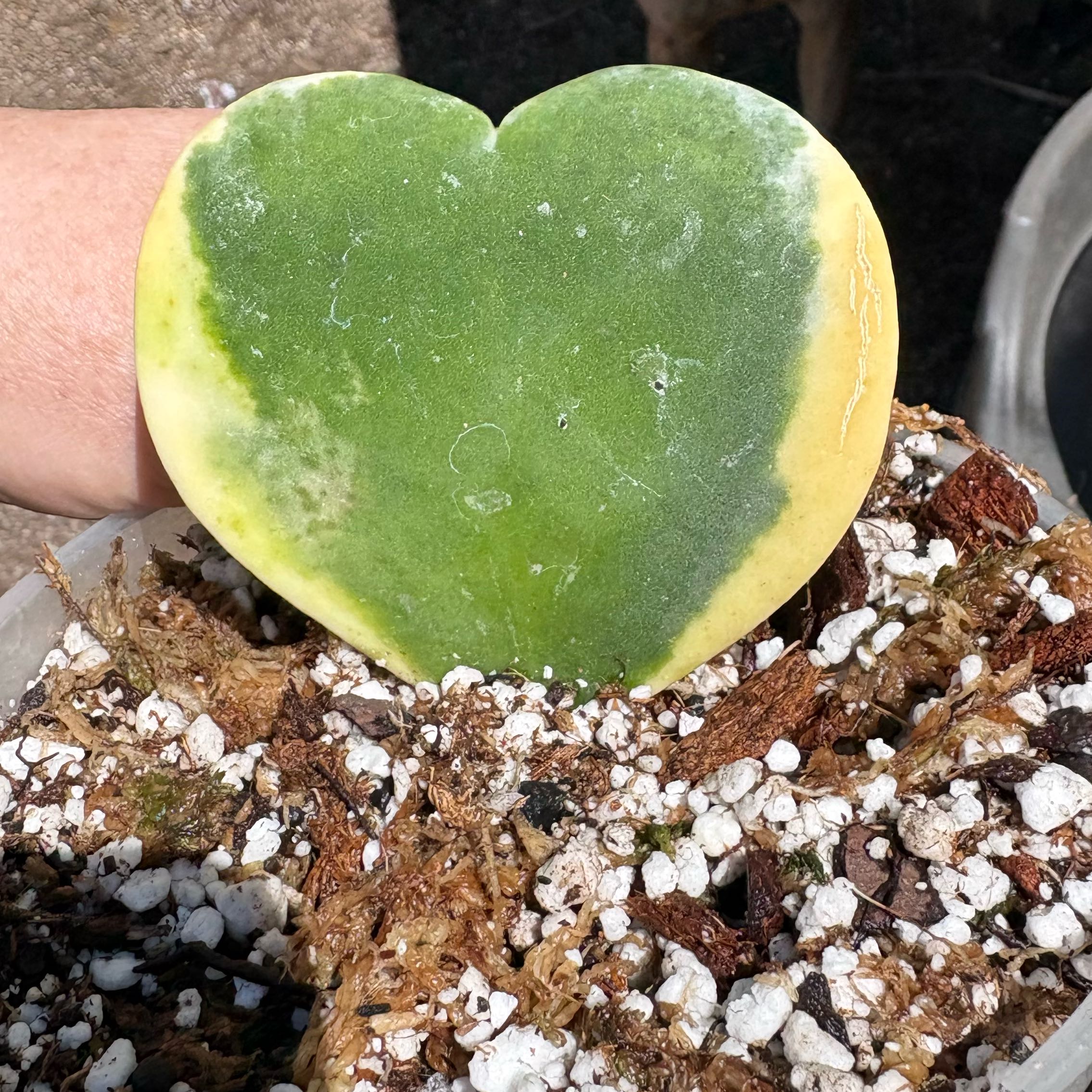 Photo of the plant species Variegated Heart Leaf Hoya by @Idplantthat named LiloStitch on Greg, the plant care app