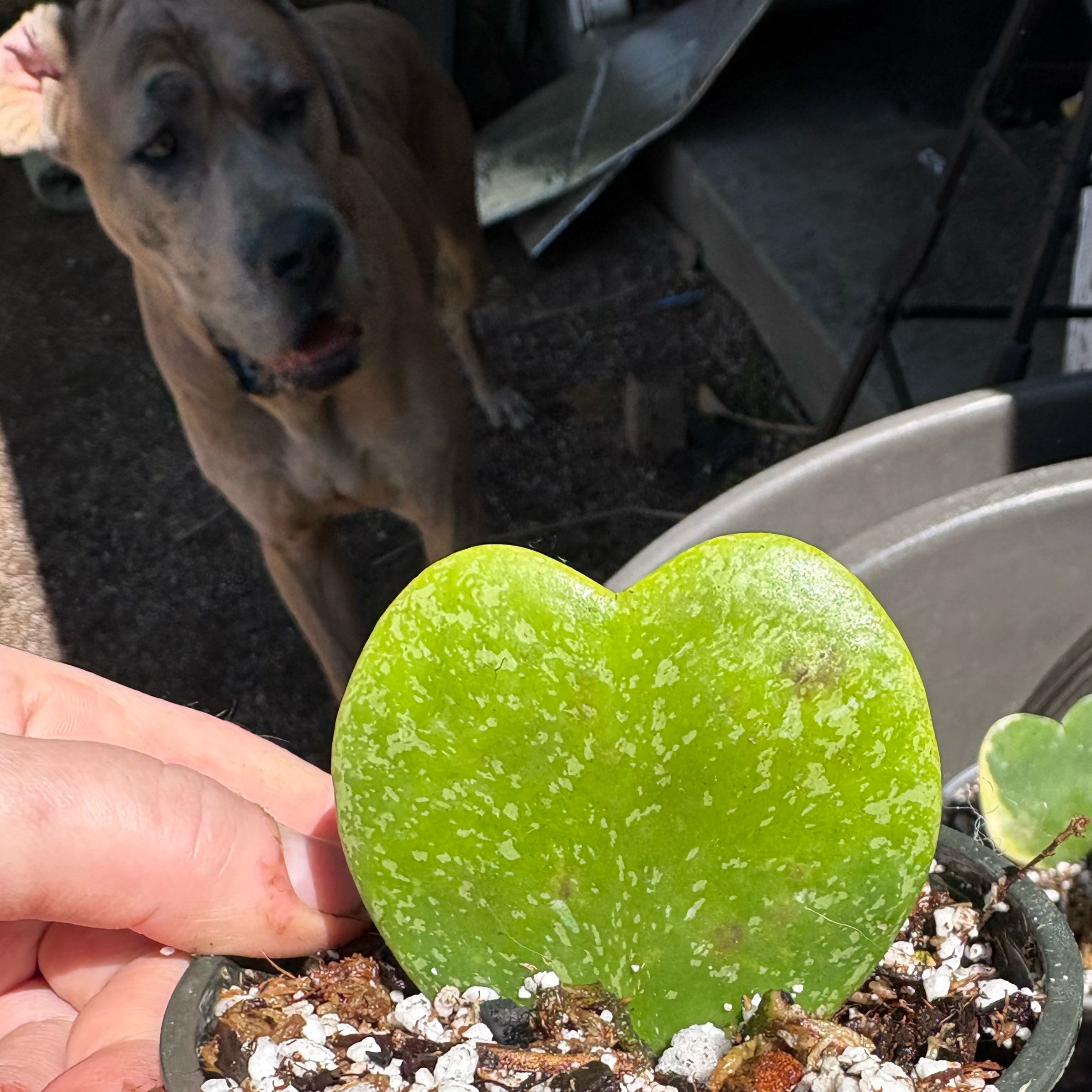 Photo of the plant species Splash Sweetheart Hoya by @Idplantthat named Hamilton on Greg, the plant care app