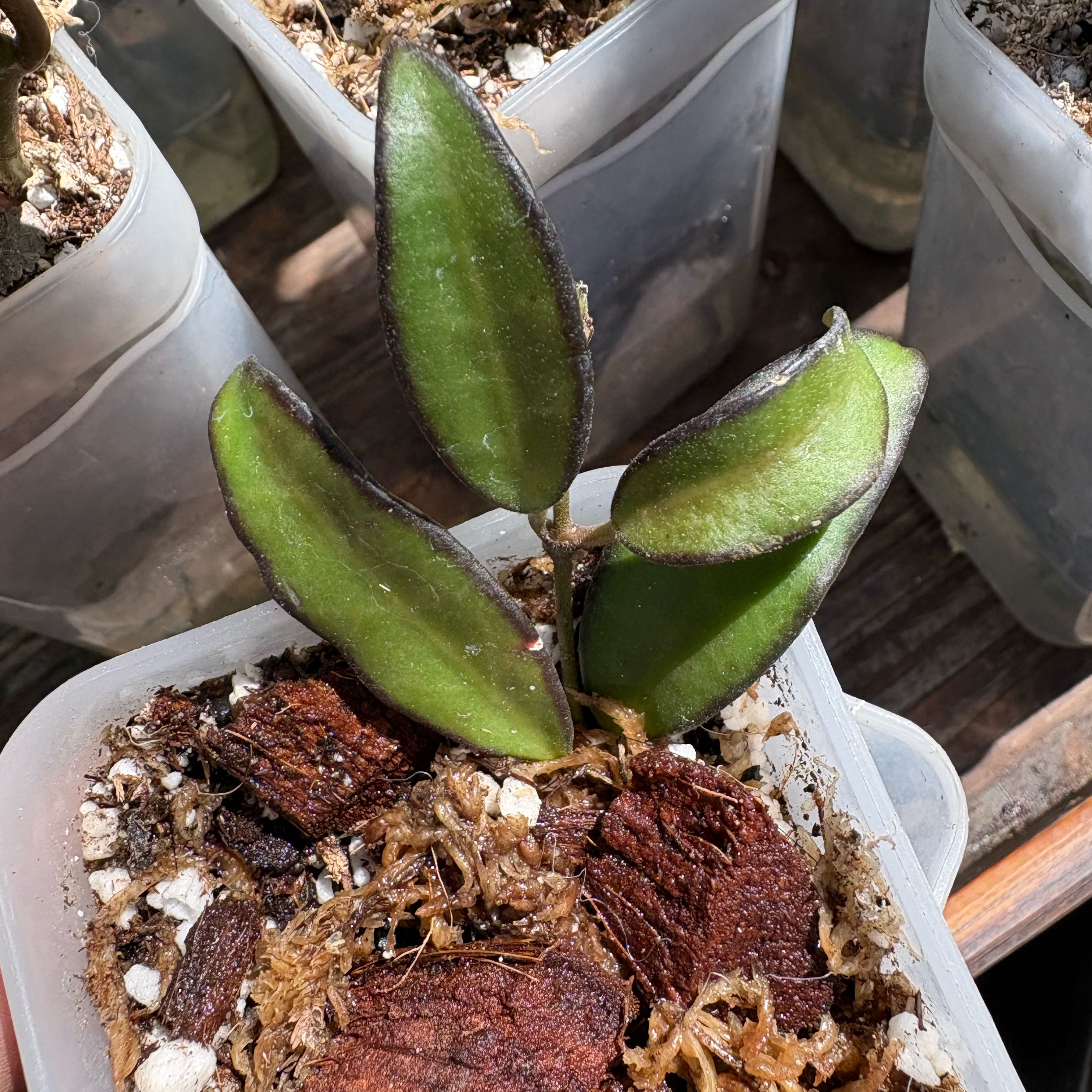 Photo of the plant species Hoya 'Rosita' by @Idplantthat named Lola on Greg, the plant care app