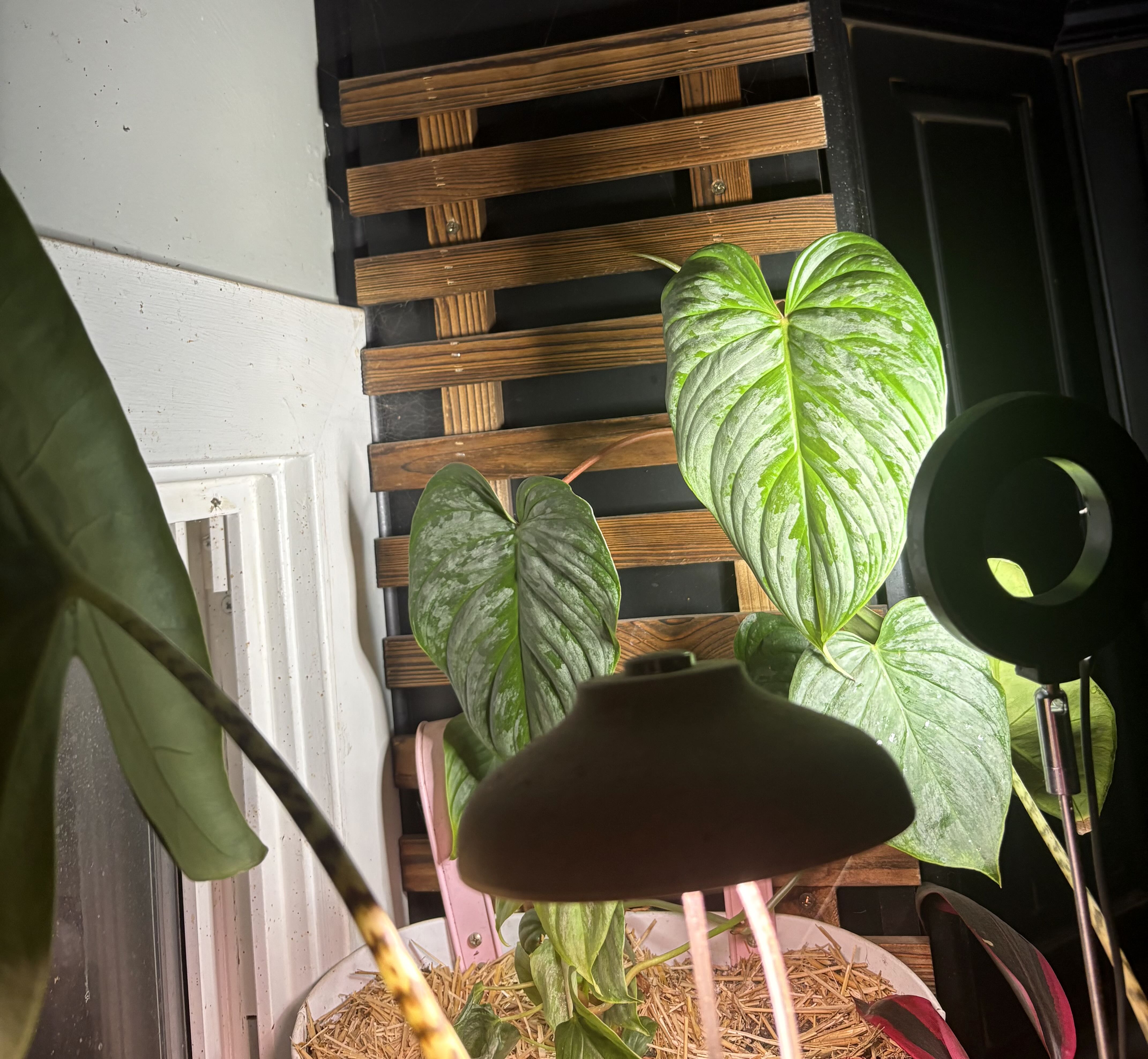 Photo from the post